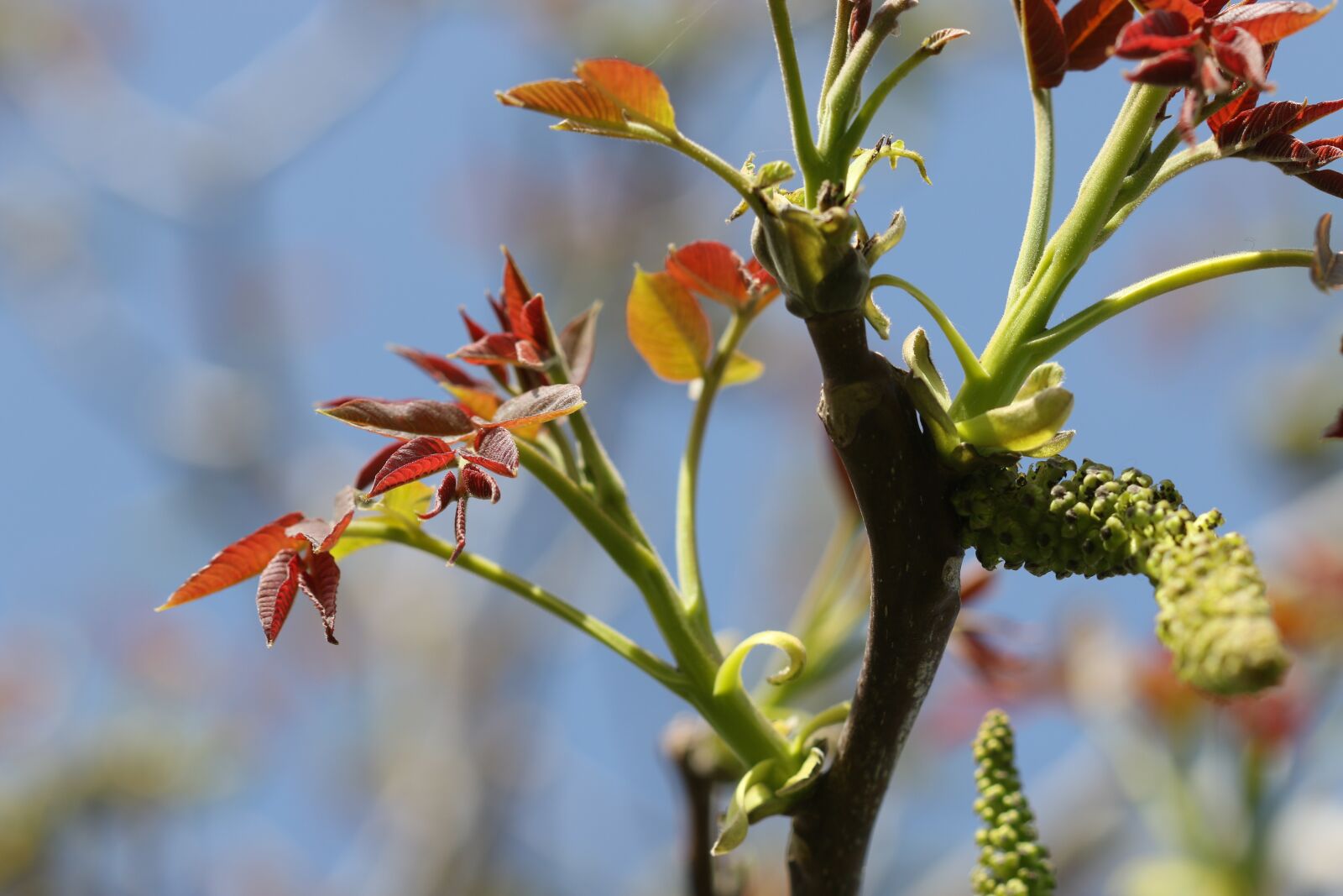 Canon EOS 70D + Canon EF 100mm F2.8 Macro USM sample photo. Green, flower, garden photography