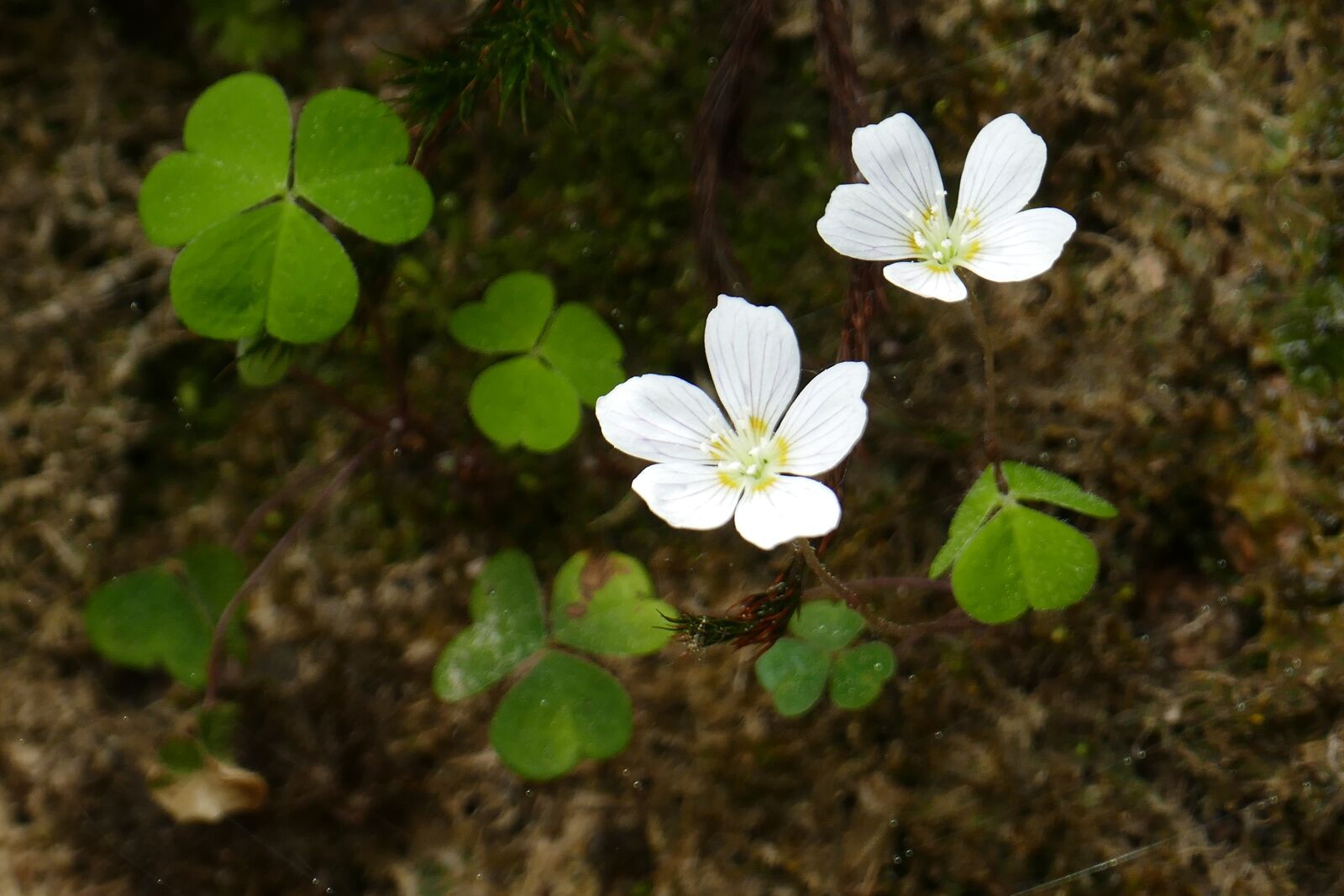Panasonic Lumix DMC-FZ1000 sample photo. Common wood sorrel, wild photography