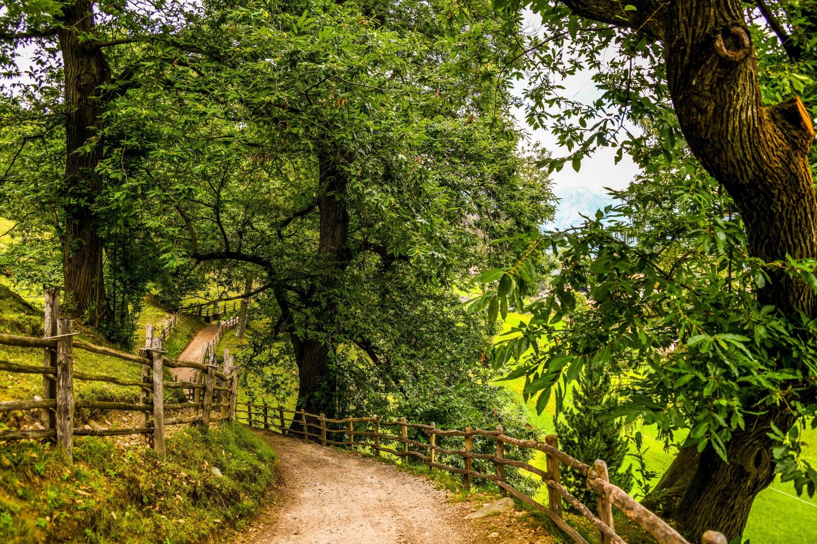 Nikon D850 sample photo. Forest path, chestnut, sweet photography