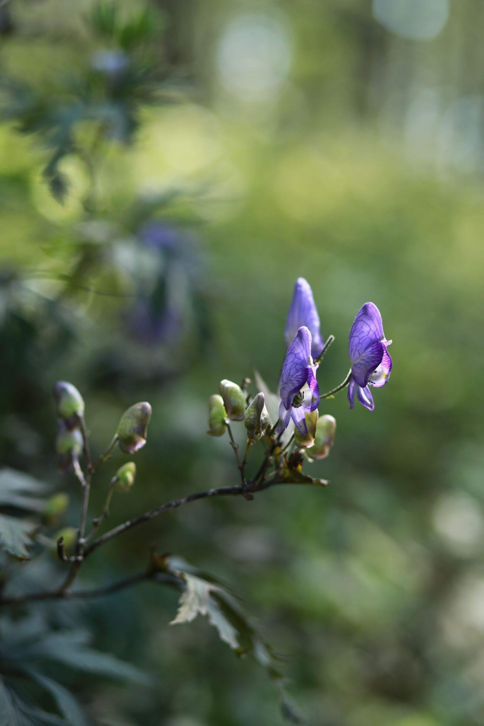 Canon EF 85mm F1.8 USM sample photo. Headpiece flower, wildflower, flowers photography