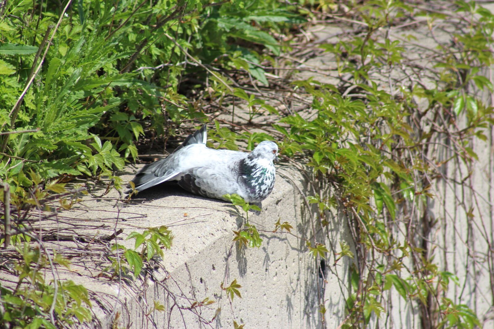 Canon EOS 700D (EOS Rebel T5i / EOS Kiss X7i) sample photo. Nature, fauna, birds photography