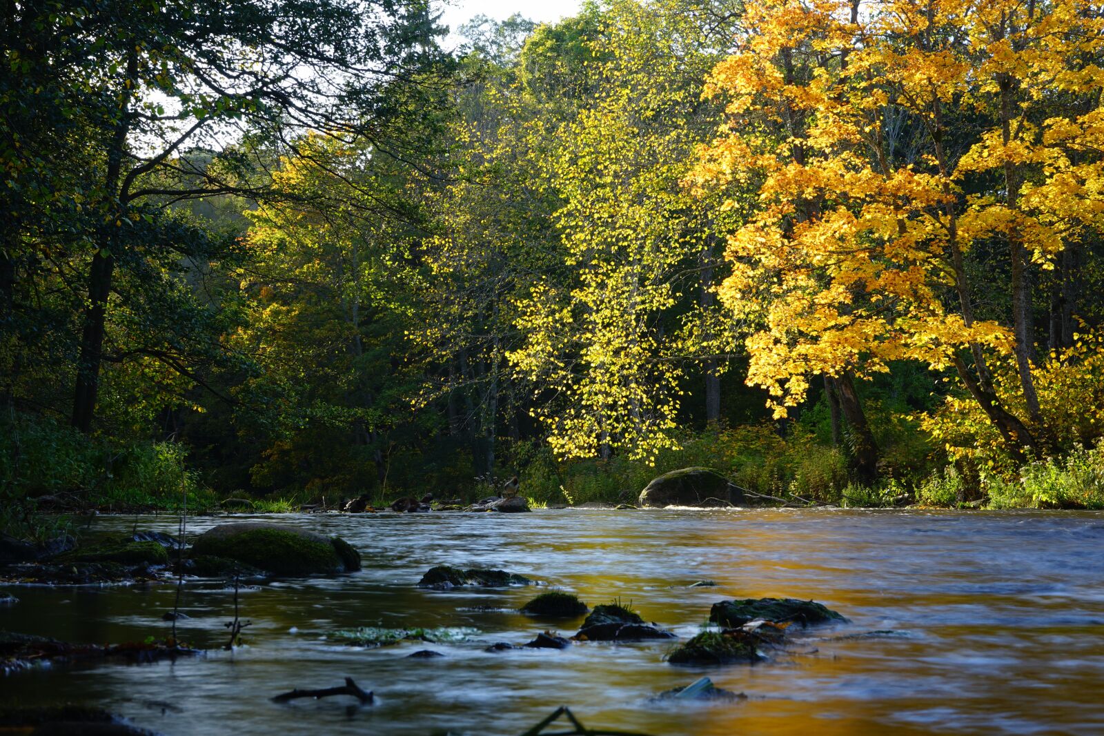 Sony a7 II + Sony FE 28-70mm F3.5-5.6 OSS sample photo. Forest, autumn, river photography