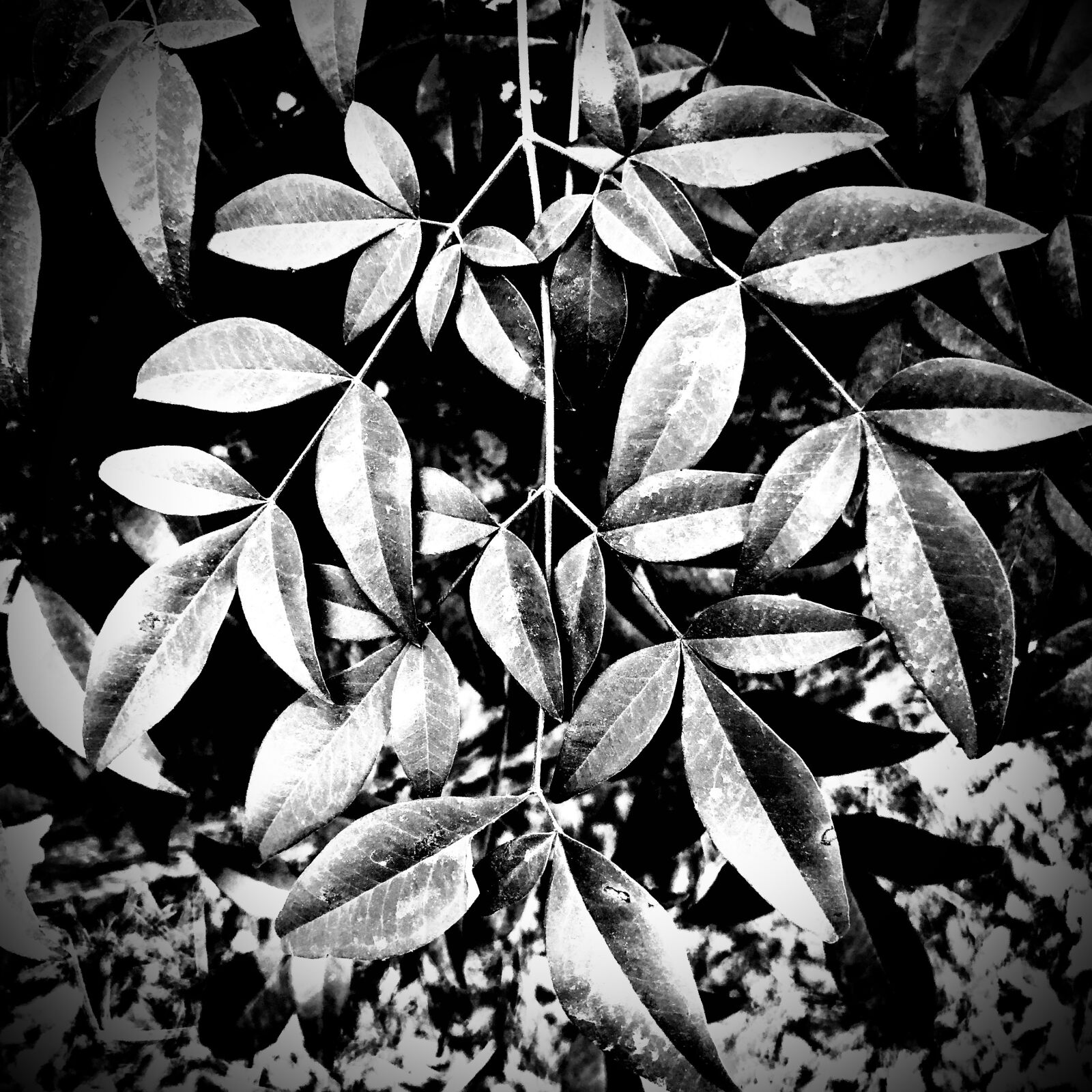iPhone 8 back camera 3.99mm f/1.8 sample photo. Black, white, plant photography