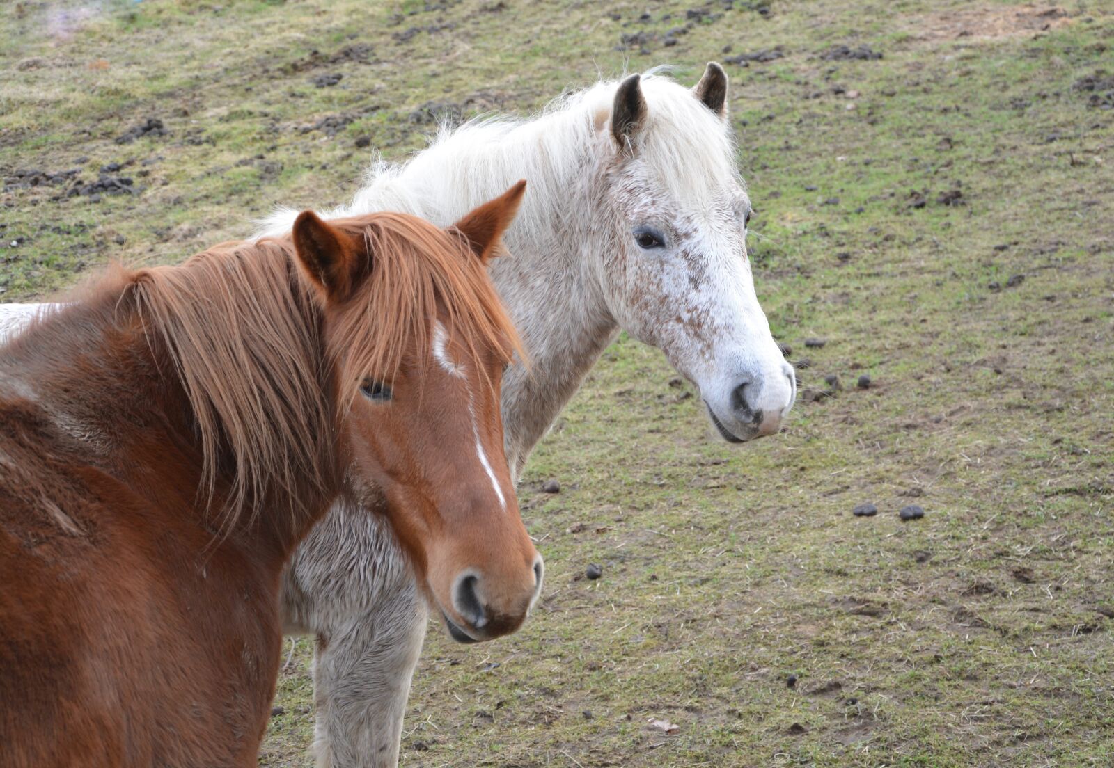 Nikon D5200 sample photo. Horses, horse, portrait photography