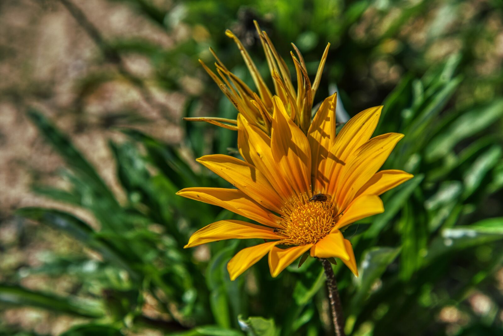 Nikon D750 sample photo. Gazanie, gold noon, sonnentaler photography