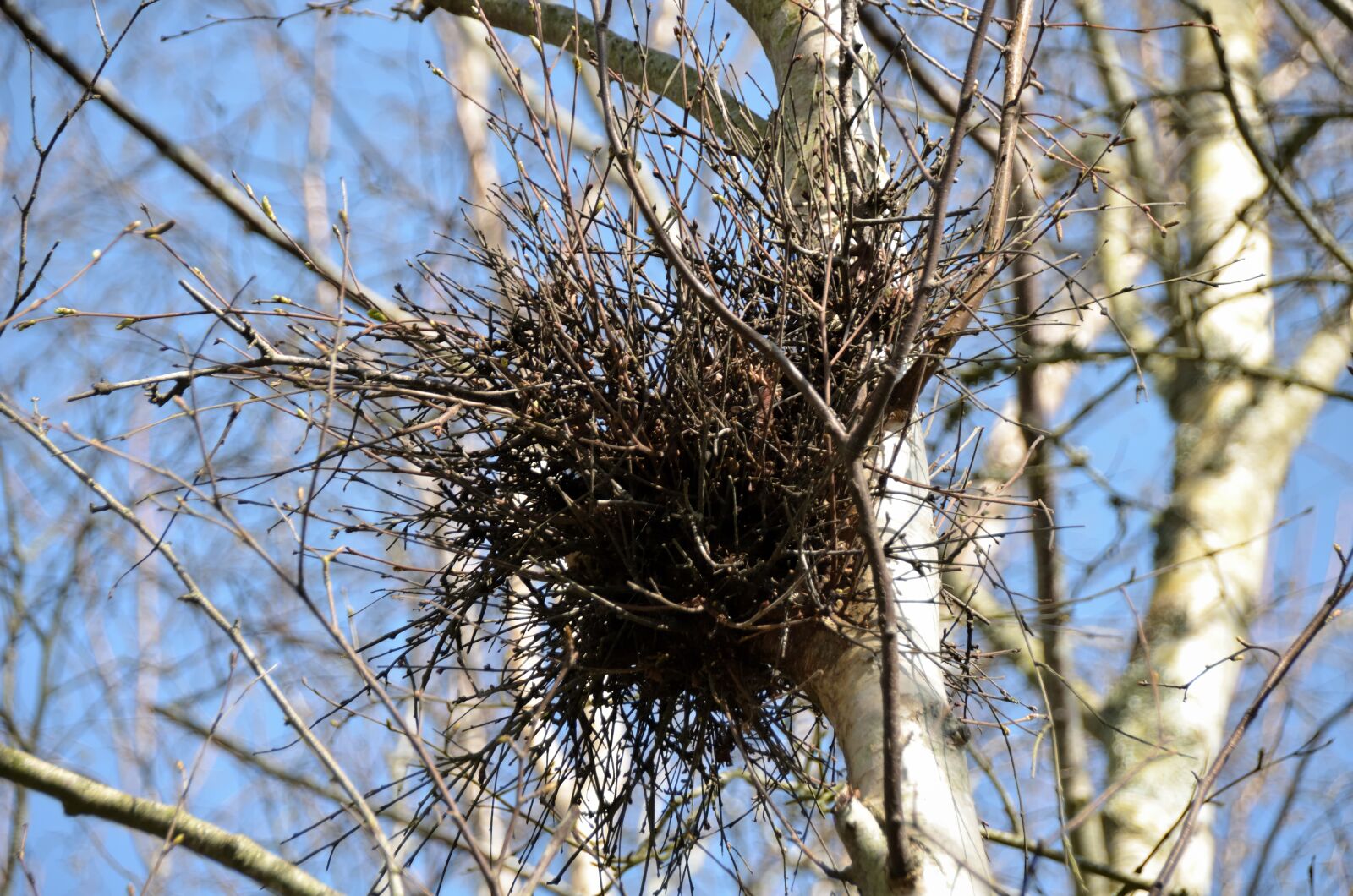 Nikon D5100 sample photo. Nest of magpies, birds photography