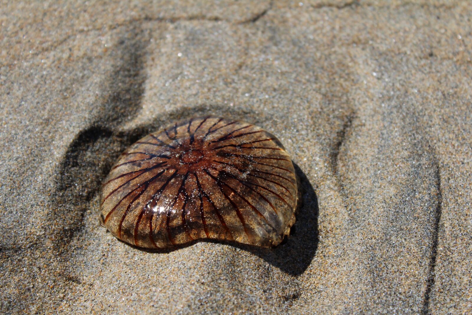 Canon EOS 600D (Rebel EOS T3i / EOS Kiss X5) sample photo. Jellyfish, sand, beach photography