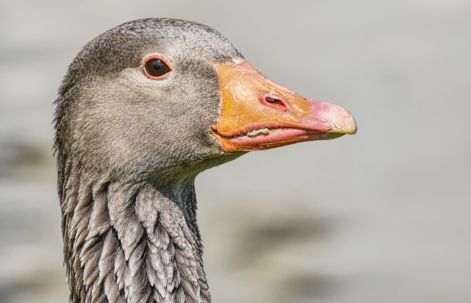 Nikon D7200 sample photo. Goose, wild bird, wild photography