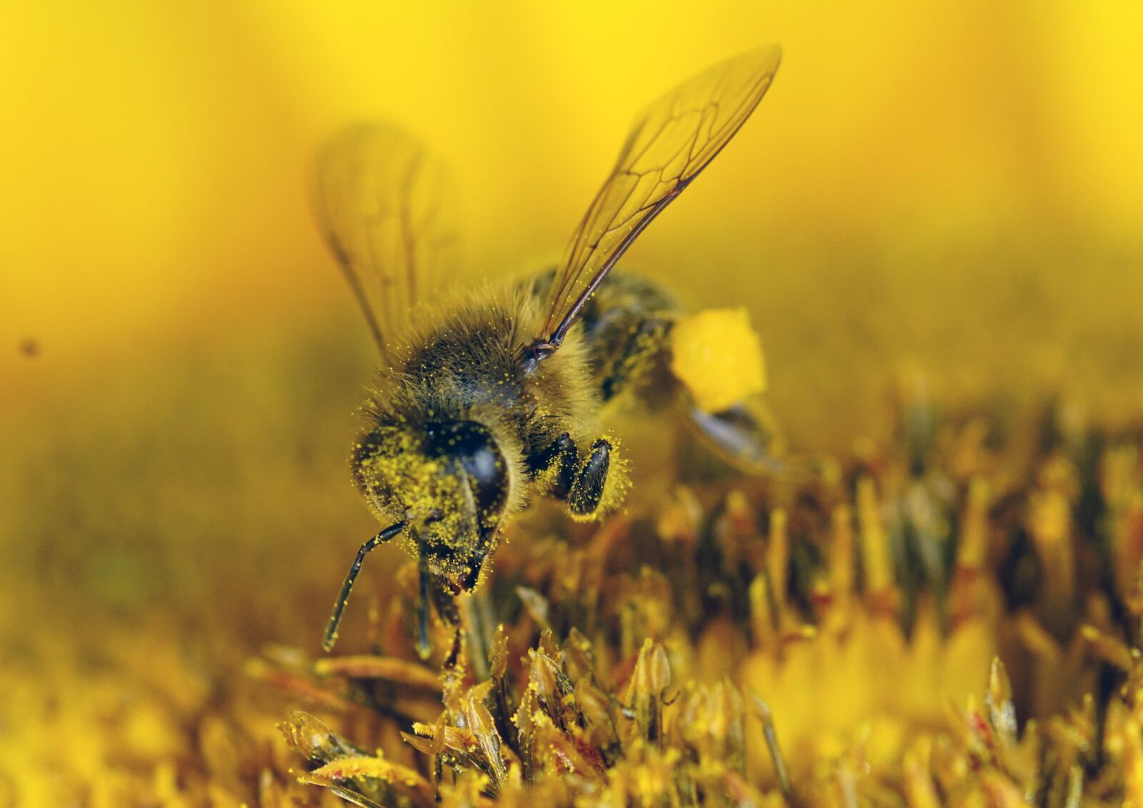 Tokina Firin 100mm F2.8 FE Macro sample photo. Nature, insect, bee photography