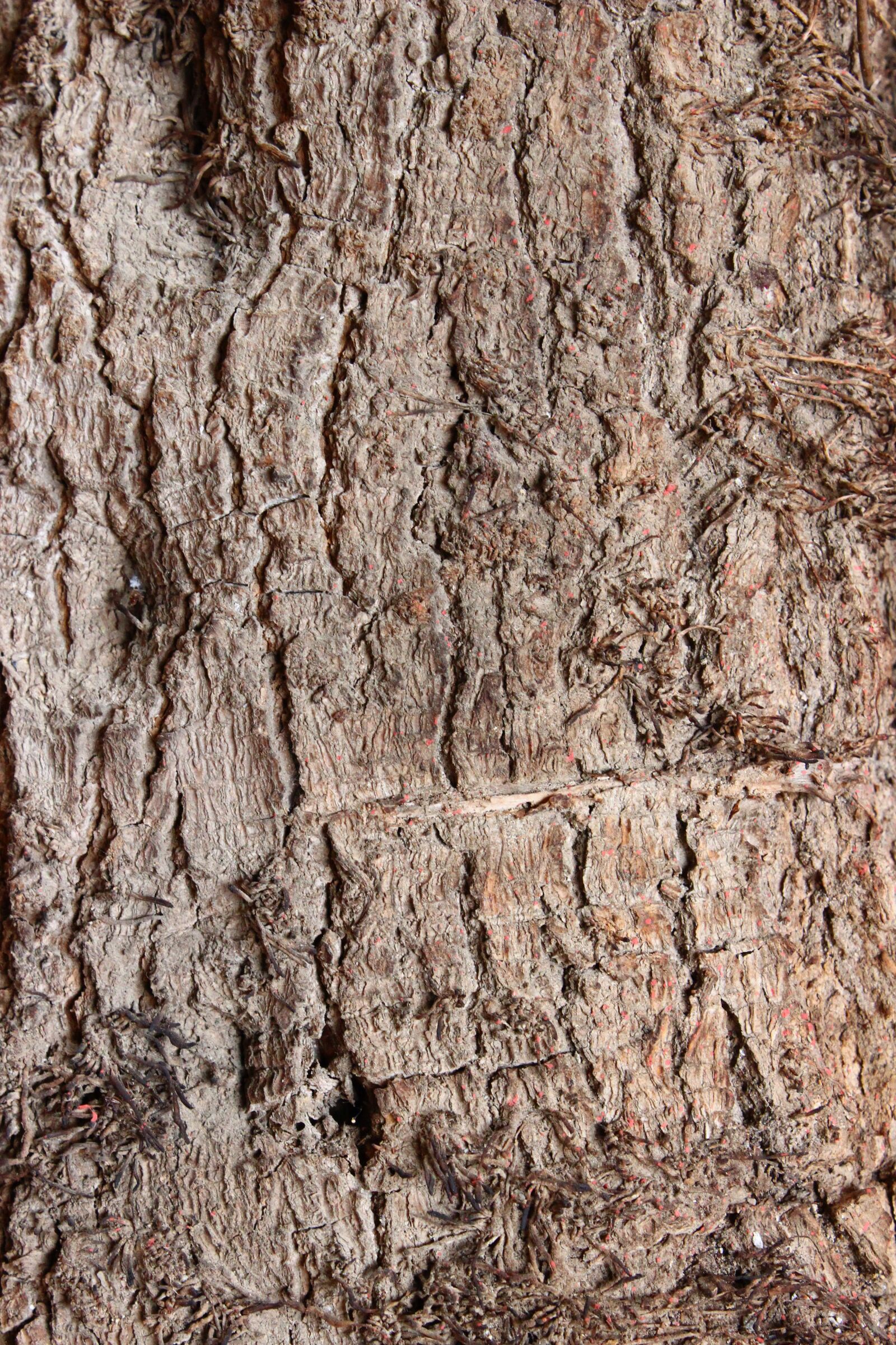 Canon EOS 600D (Rebel EOS T3i / EOS Kiss X5) sample photo. Texture, wood, tree photography