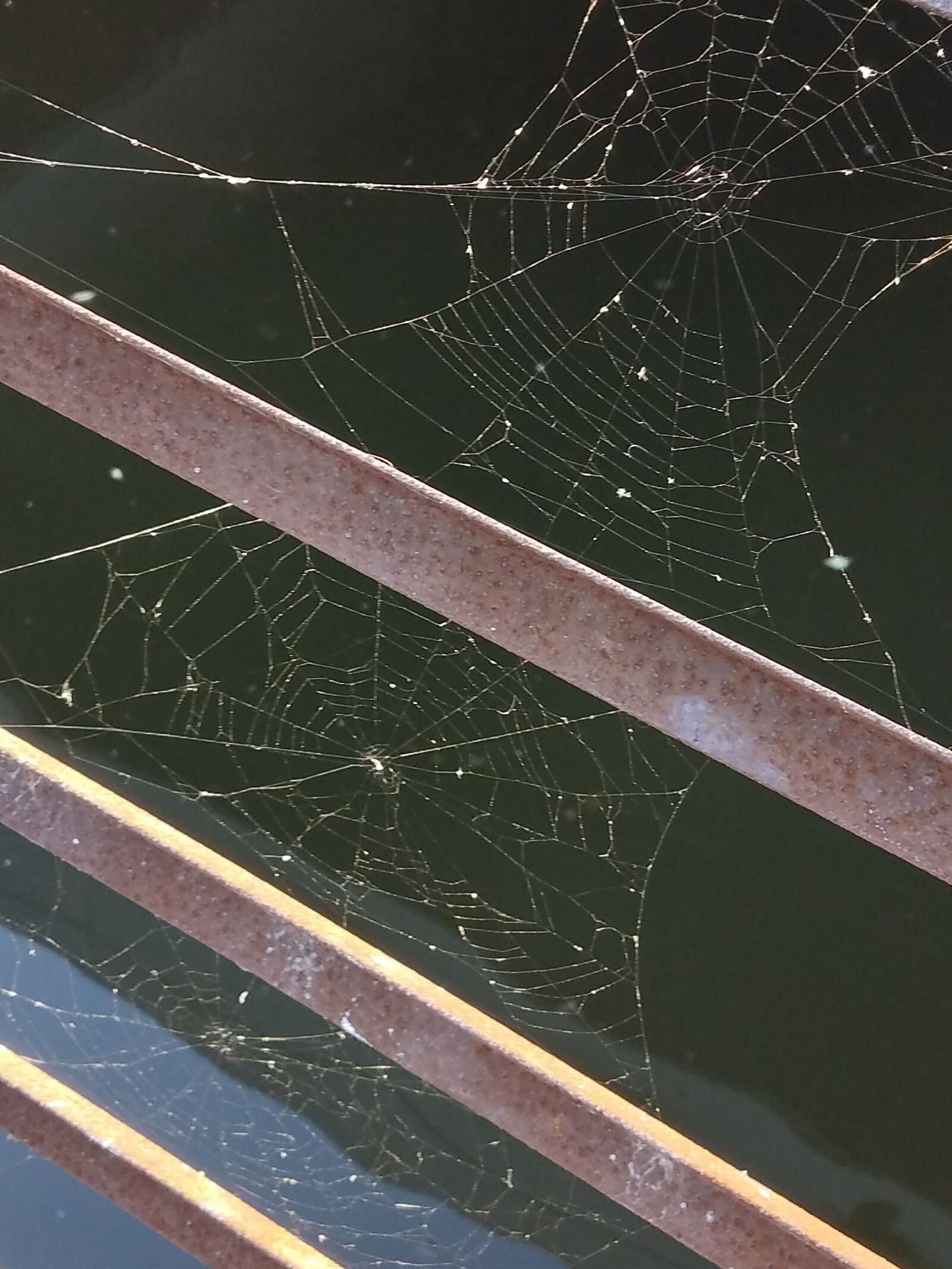 Samsung Galaxy S7 Edge sample photo. Spider, web, nature photography