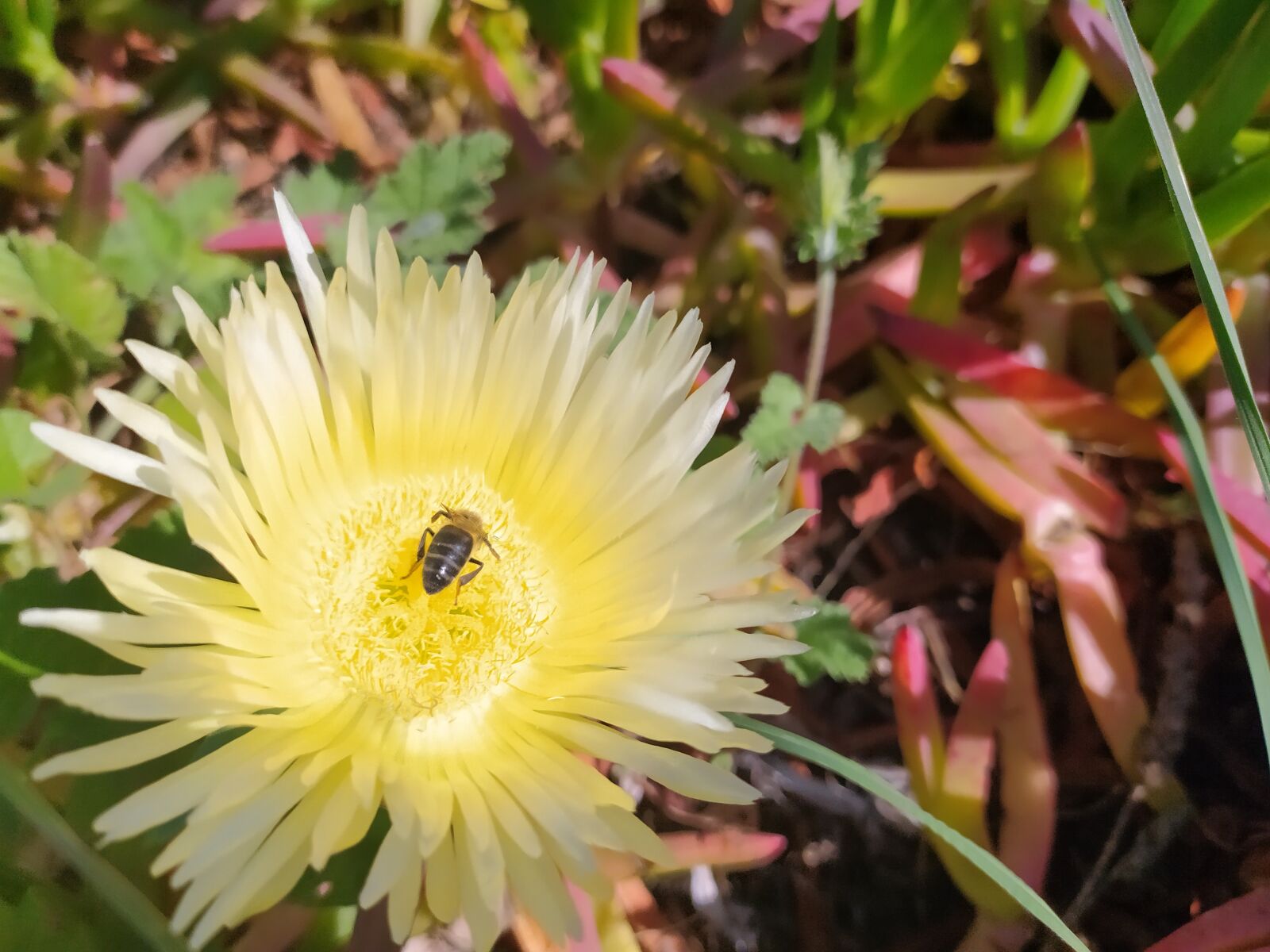 Xiaomi Redmi Note 8T sample photo. Bees, flowers, garden photography