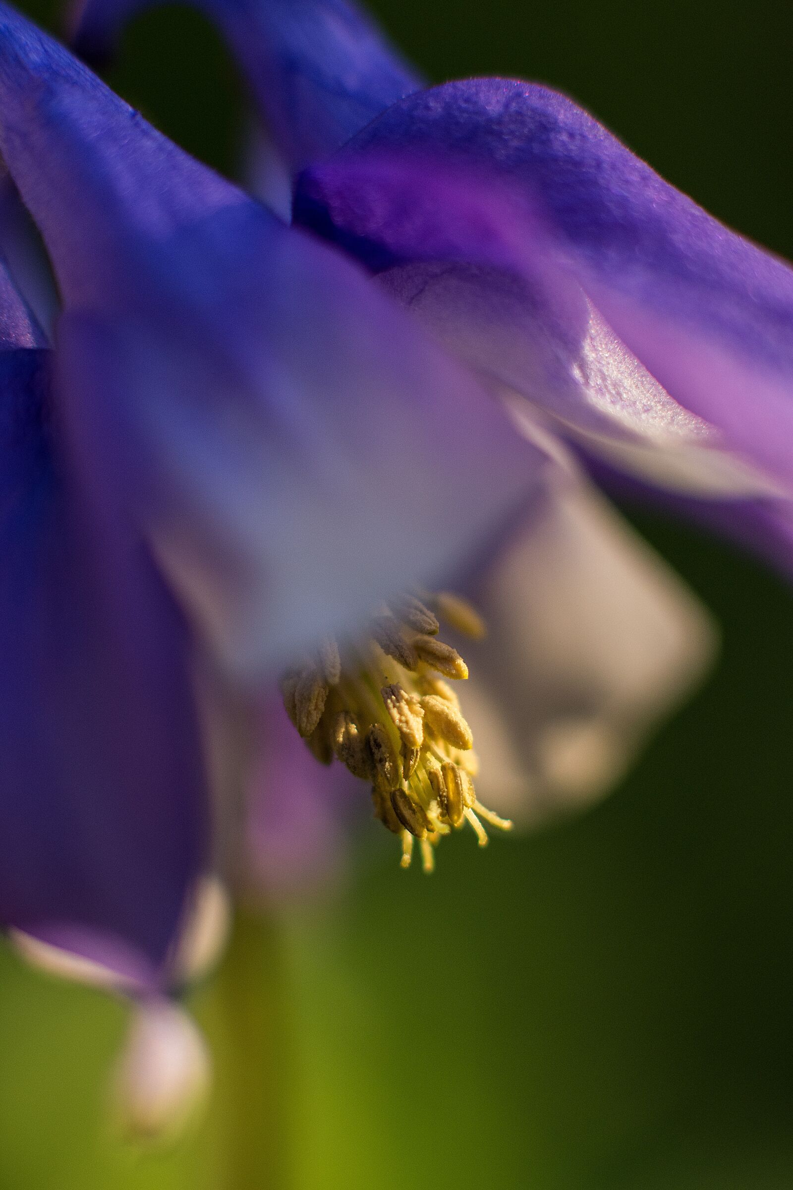 Nikon D7200 sample photo. Flower, purple, blossom photography