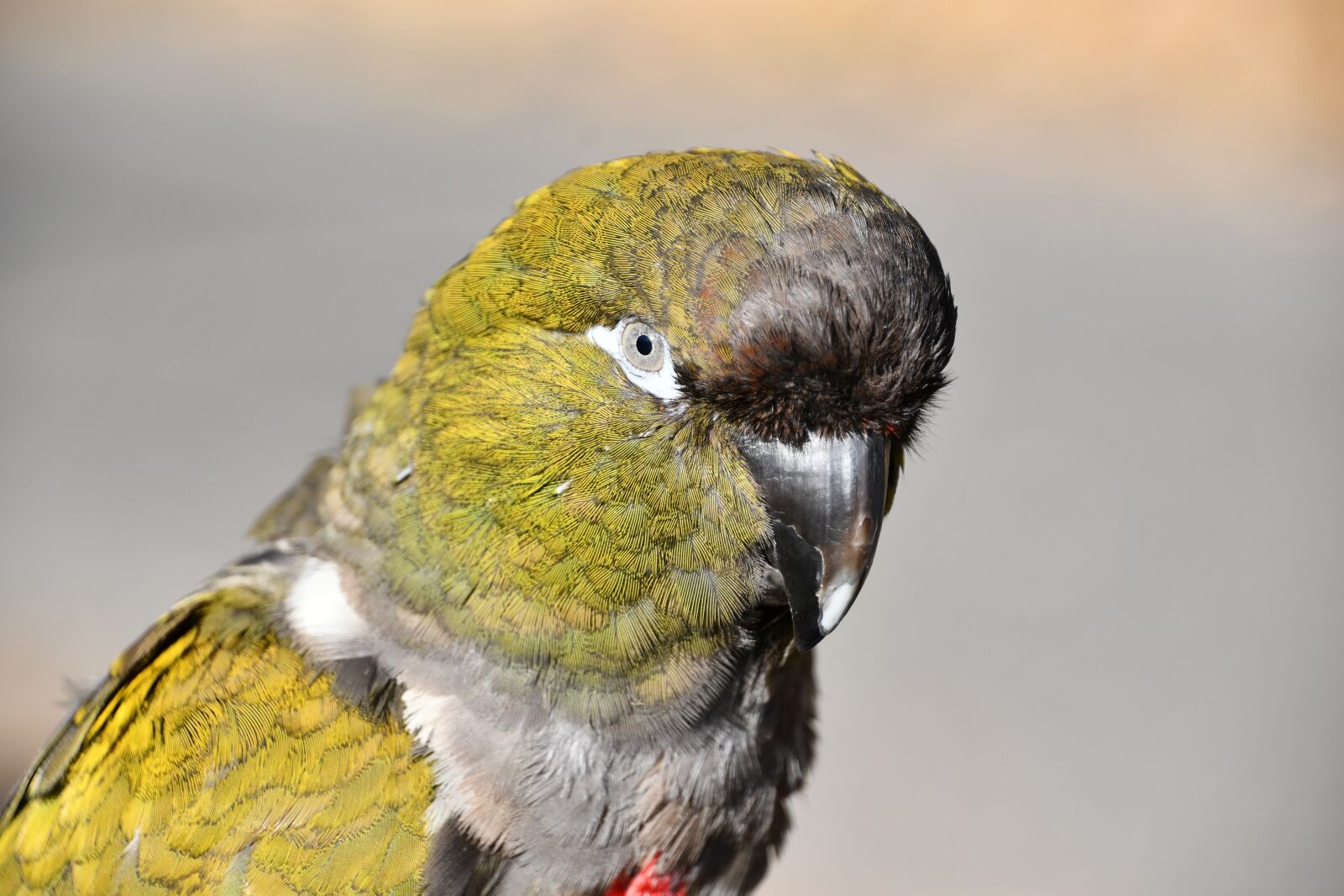 Nikon D7500 sample photo. Parrot, bird, closeup photography