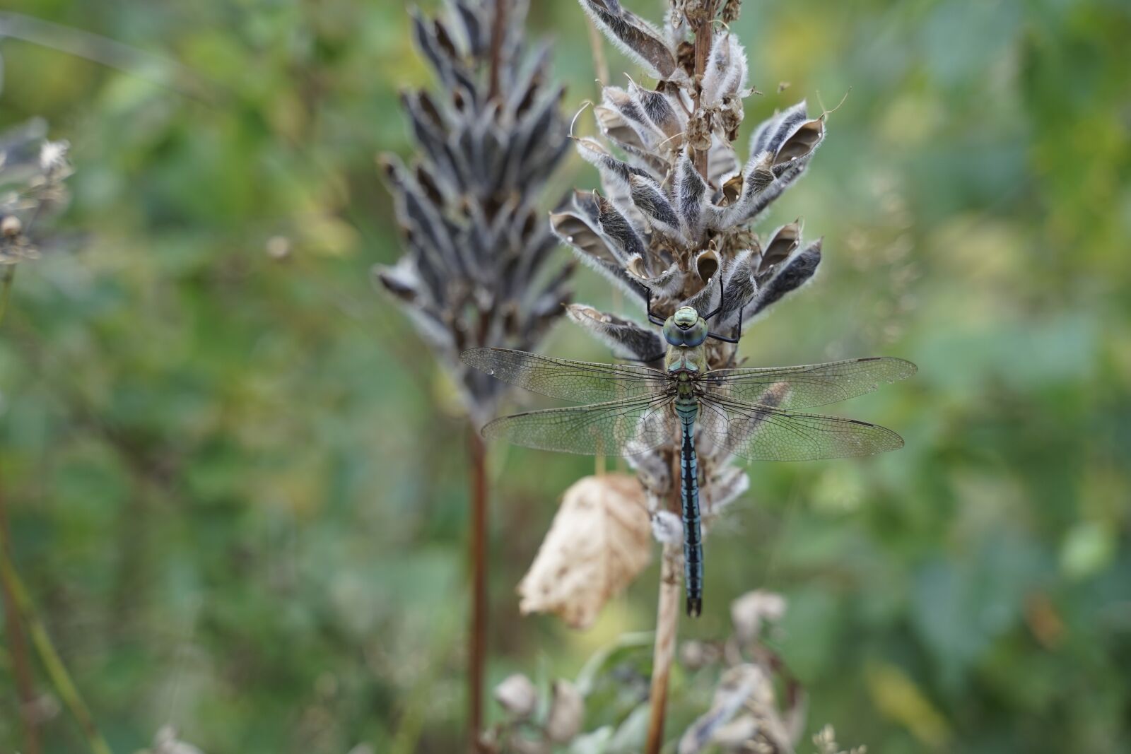 Sony a7 III sample photo. Dragonfly, insect, nature photography