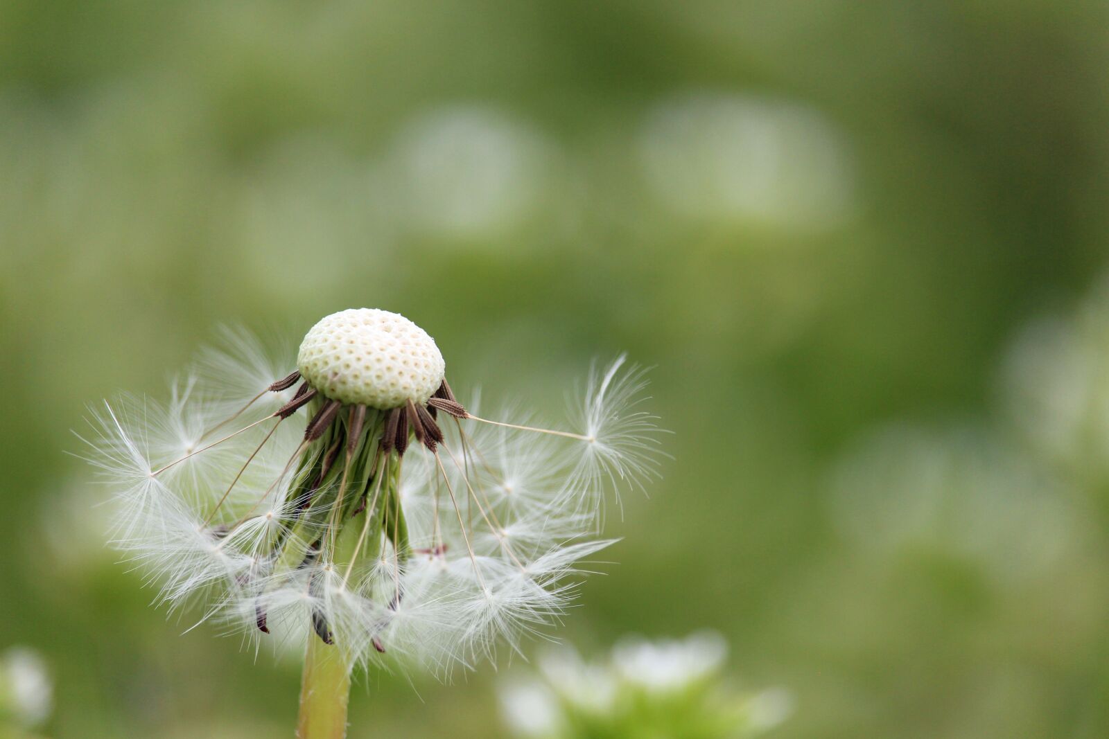 Canon EF-S 55-250mm F4-5.6 IS STM sample photo. Dandelion, meadow, nature photography
