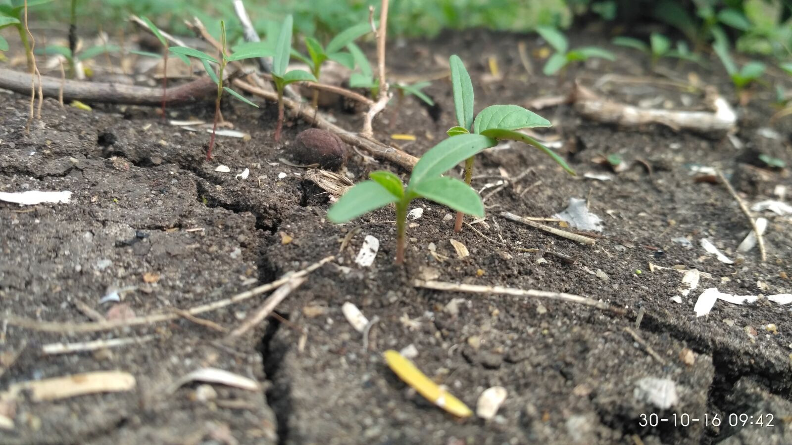 Xiaomi Redmi 3S sample photo. Close, up, of, fresh photography