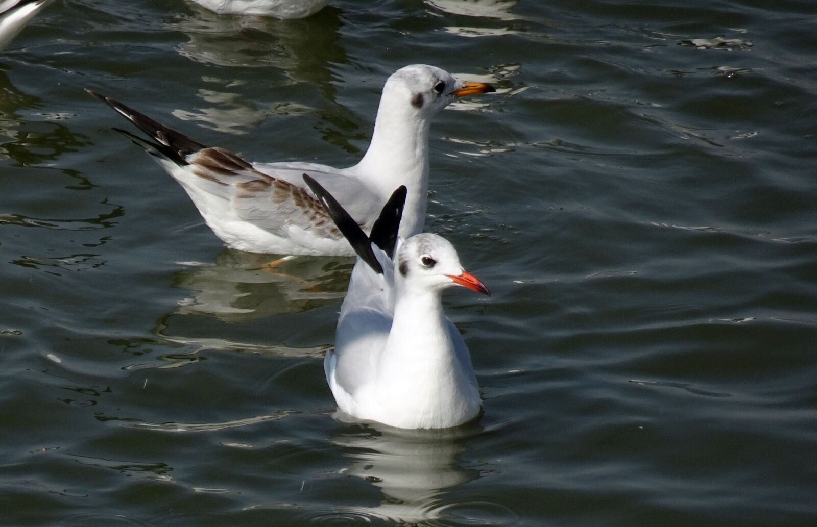 Sony Cyber-shot DSC-HX90V sample photo. Gull, bird, black-headed gull photography