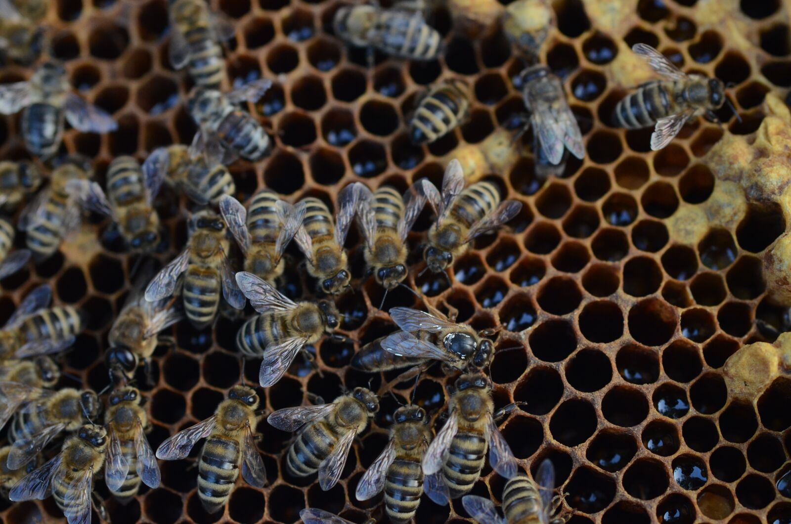 Nikon D7000 sample photo. Bee, honey, hive photography