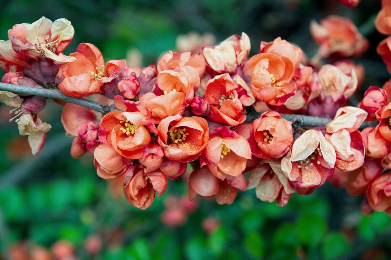 Nikon D3300 sample photo. Flowers, spring, nature photography