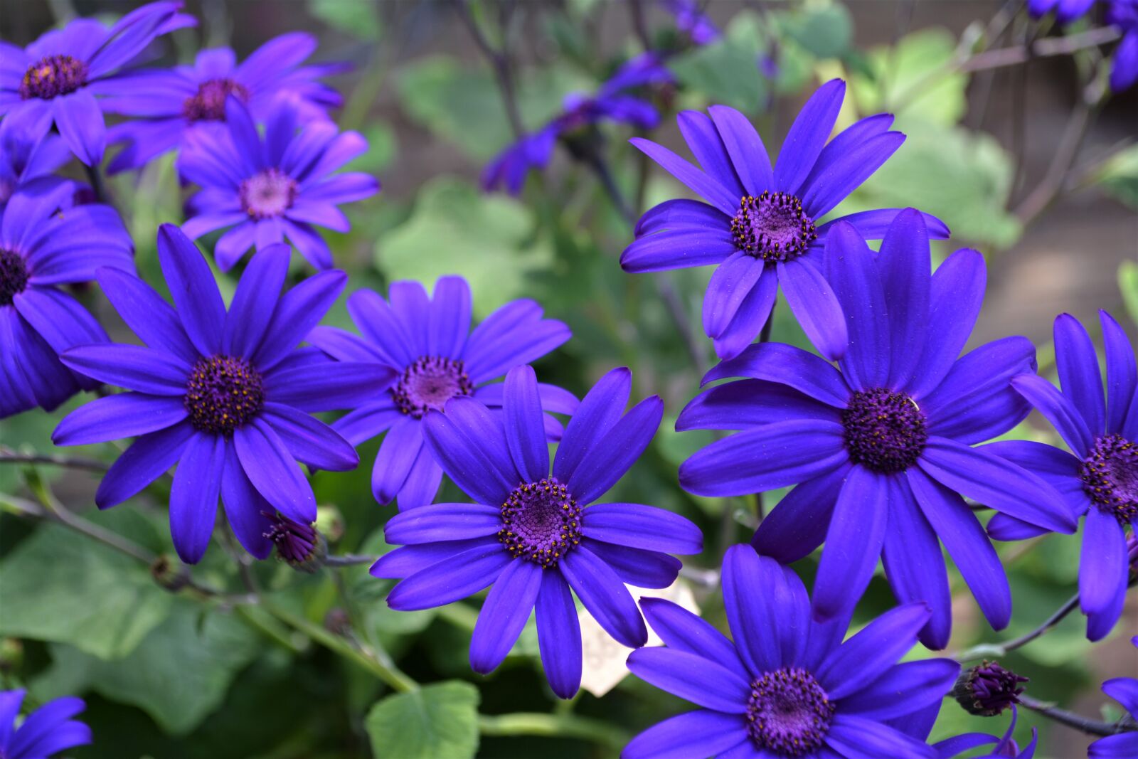 Nikon D5200 sample photo. Blue, purple, blossom photography