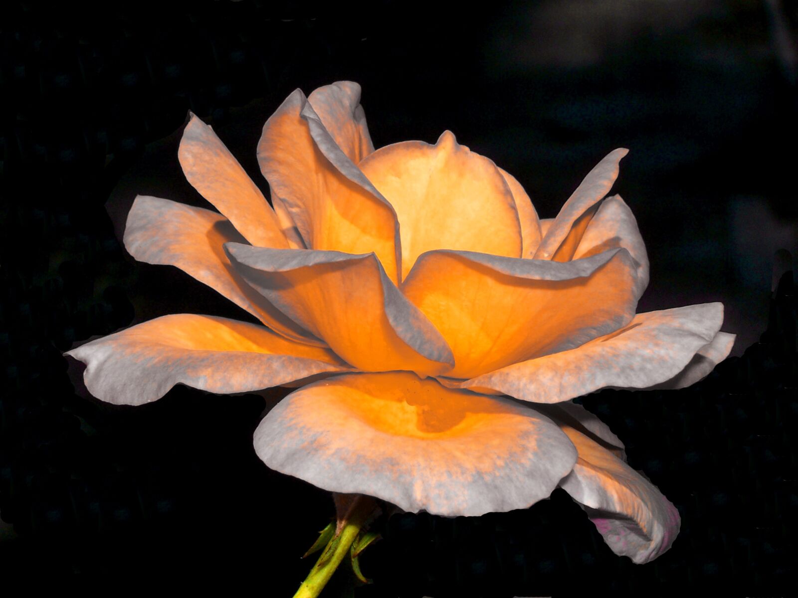 Kodak Z700 ZOOM DIGITAL CAMERA sample photo. Flower, nature, rose photography