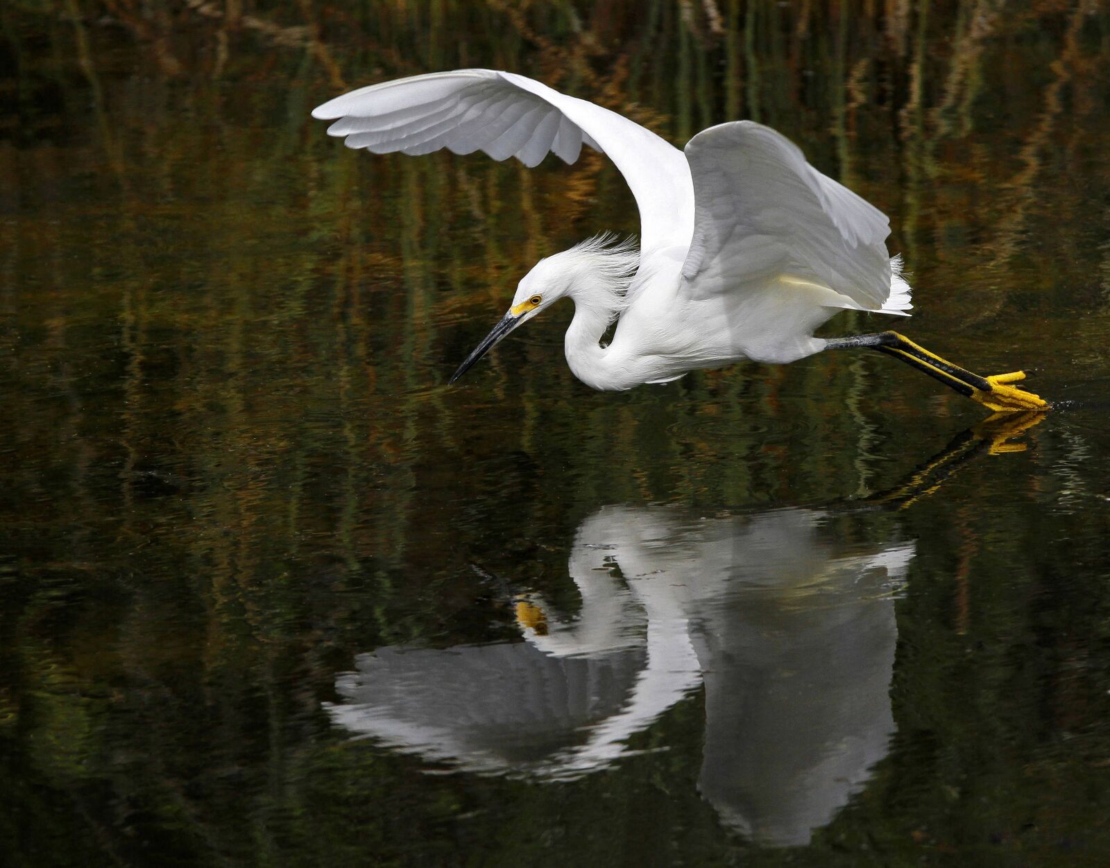Canon EOS 7D sample photo. Animal, avian, bird photography