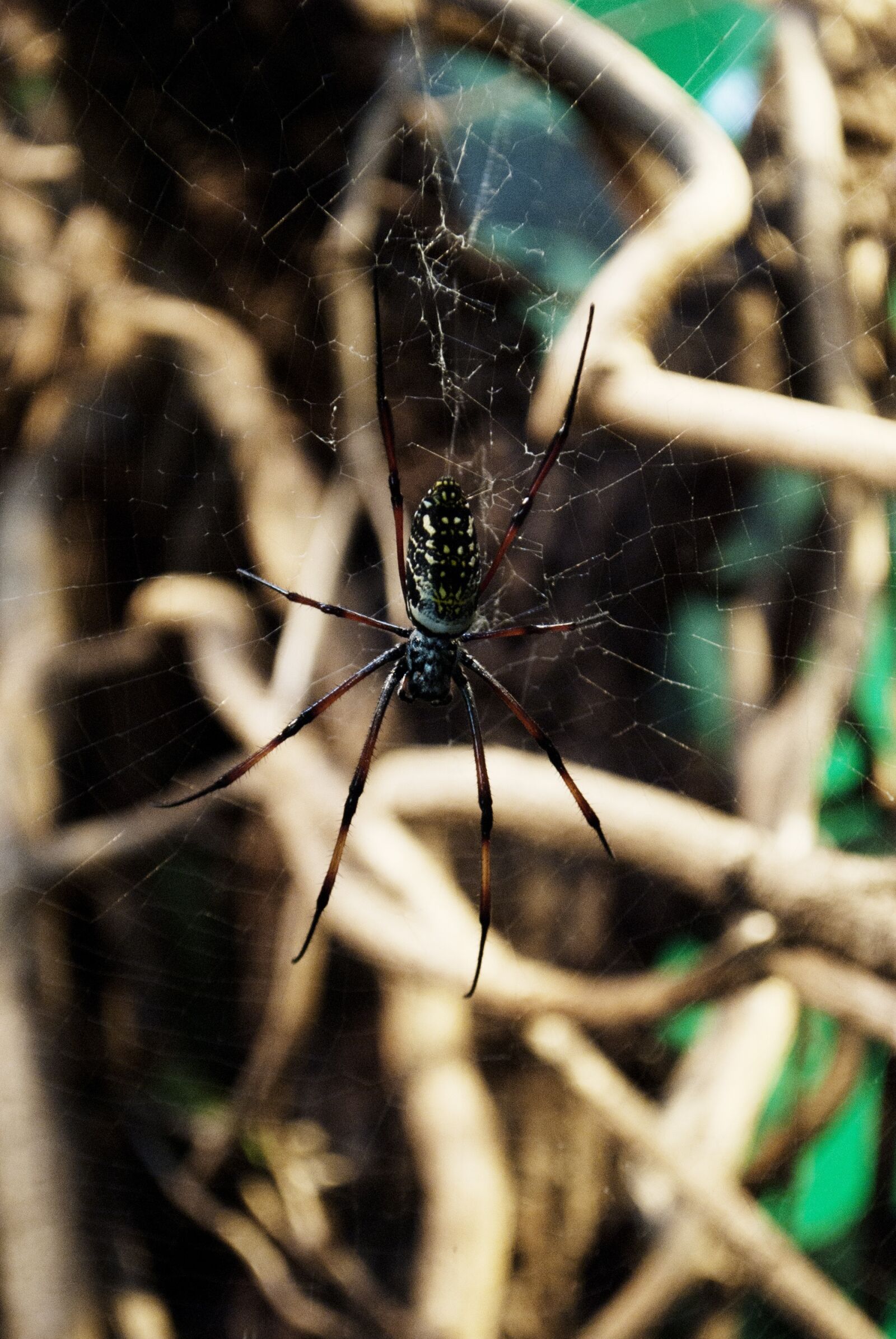 Nikon D3000 sample photo. Spider, web, arachnid photography