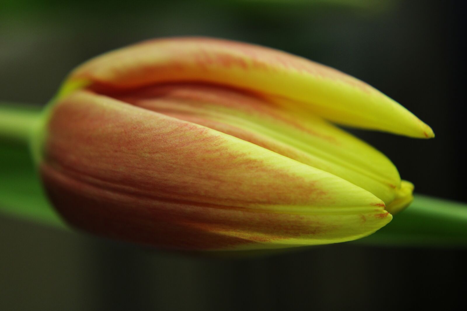 Canon EOS 2000D (EOS Rebel T7 / EOS Kiss X90 / EOS 1500D) sample photo. Tulips, tulip, orange photography
