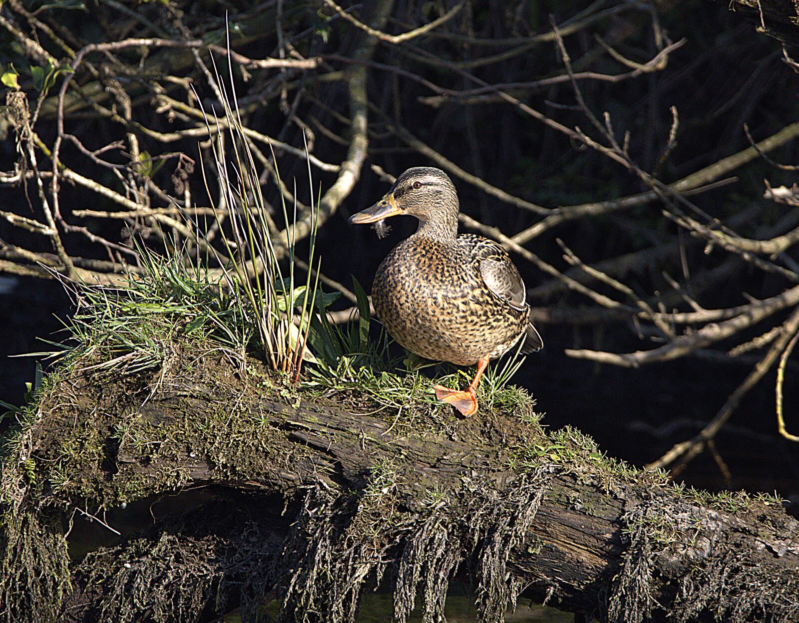 150-600mm F5-6.3 DG OS HSM | Contemporary 015 sample photo. Duck, bird, nature photography
