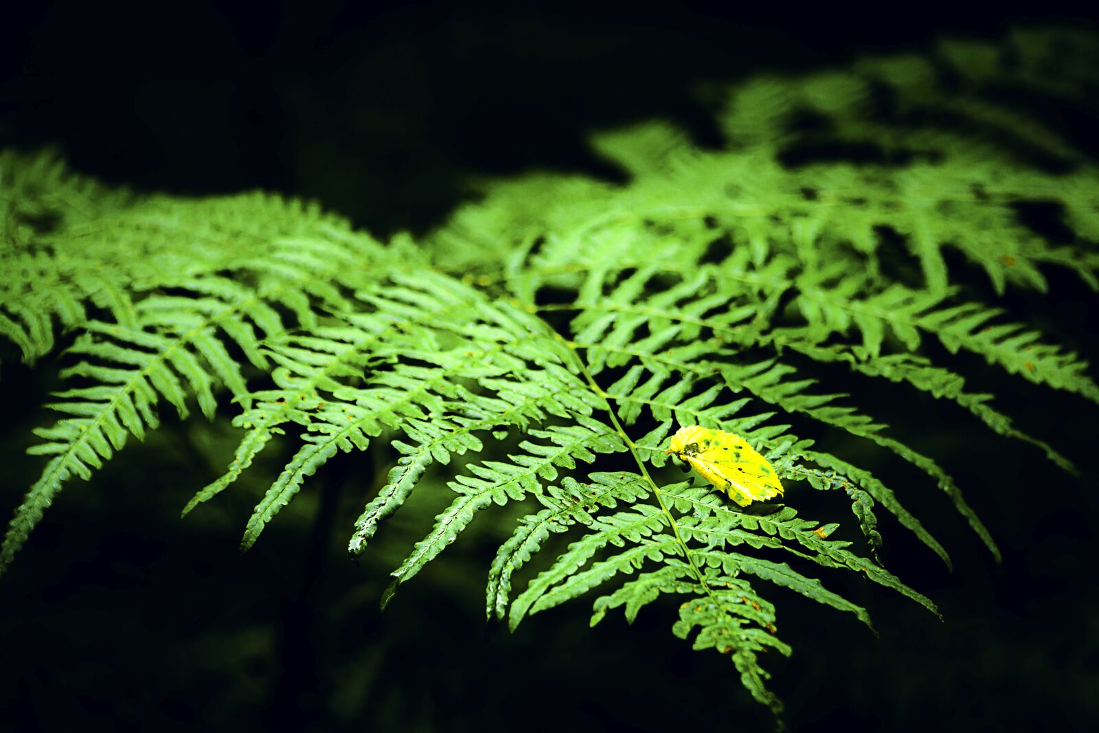 Nikon D5200 sample photo. Green, nature, leaves photography