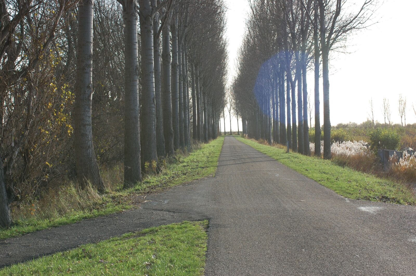 Nikon D40 sample photo. Road, trees, row photography