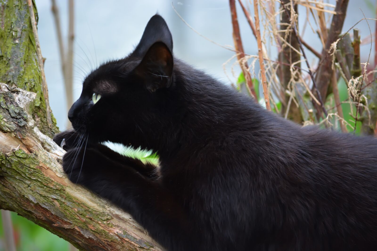 Nikon D5200 sample photo. Jeanne, cat, tree photography