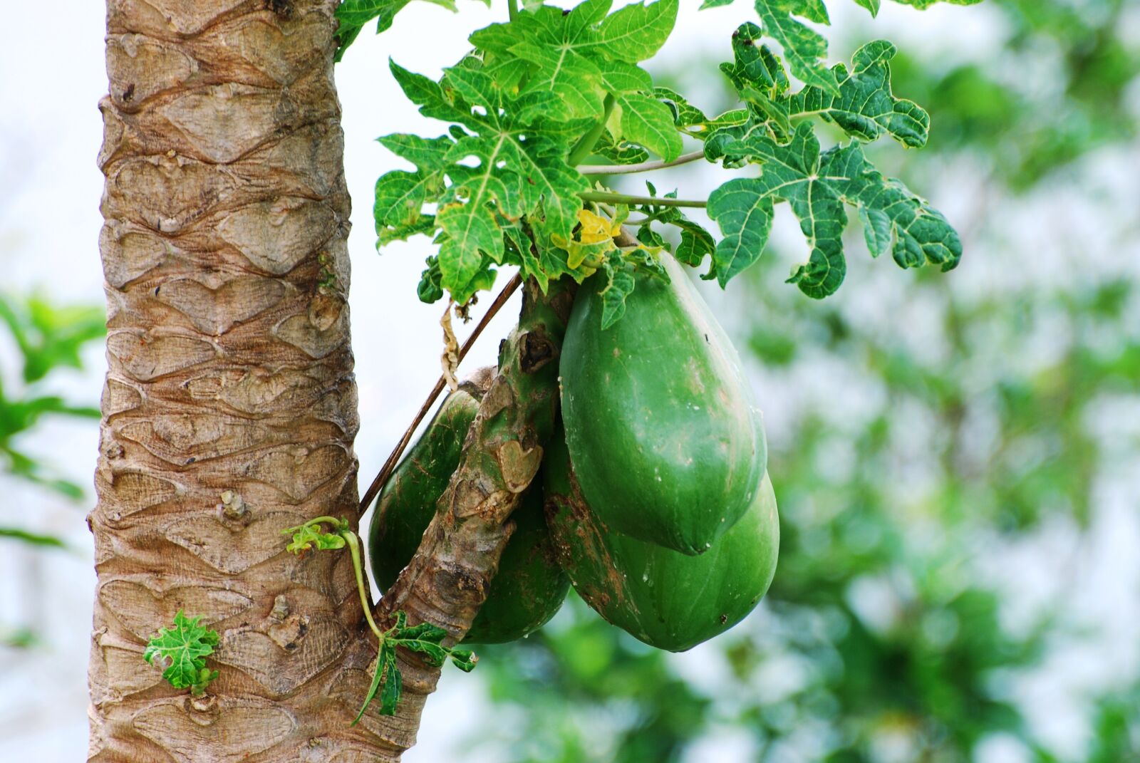 Nikon D80 sample photo. Coconut, nature, coconut tree photography