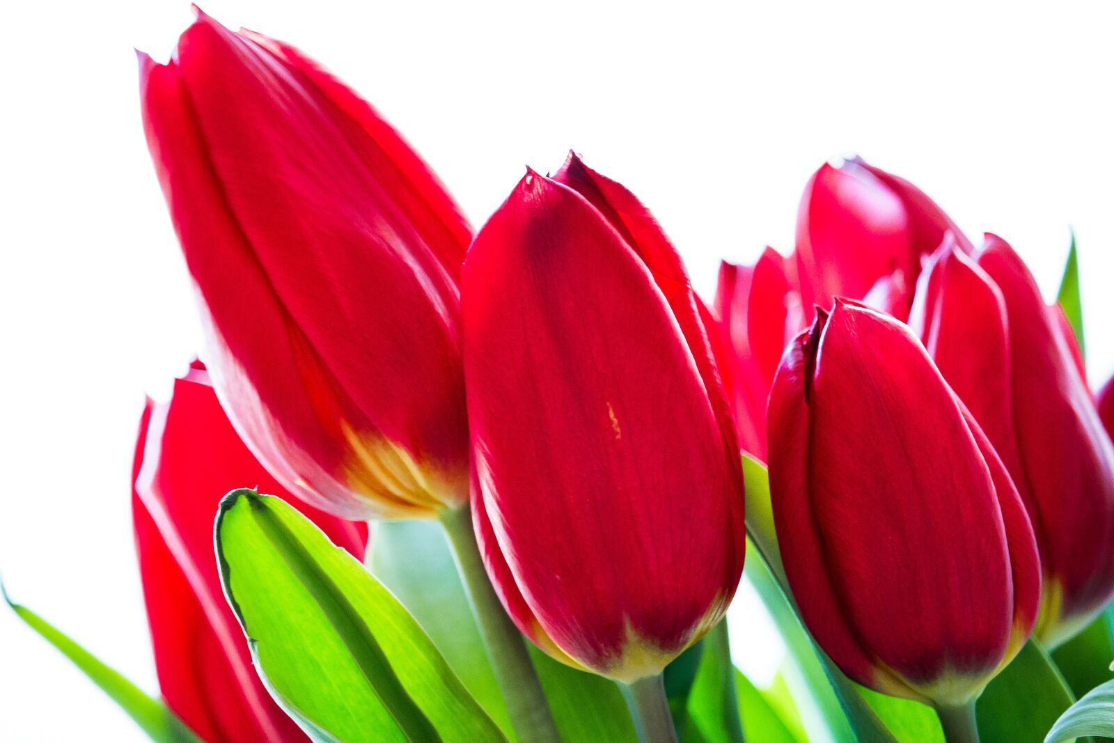 Canon EOS 100D (EOS Rebel SL1 / EOS Kiss X7) sample photo. Tulip, flower, spring photography