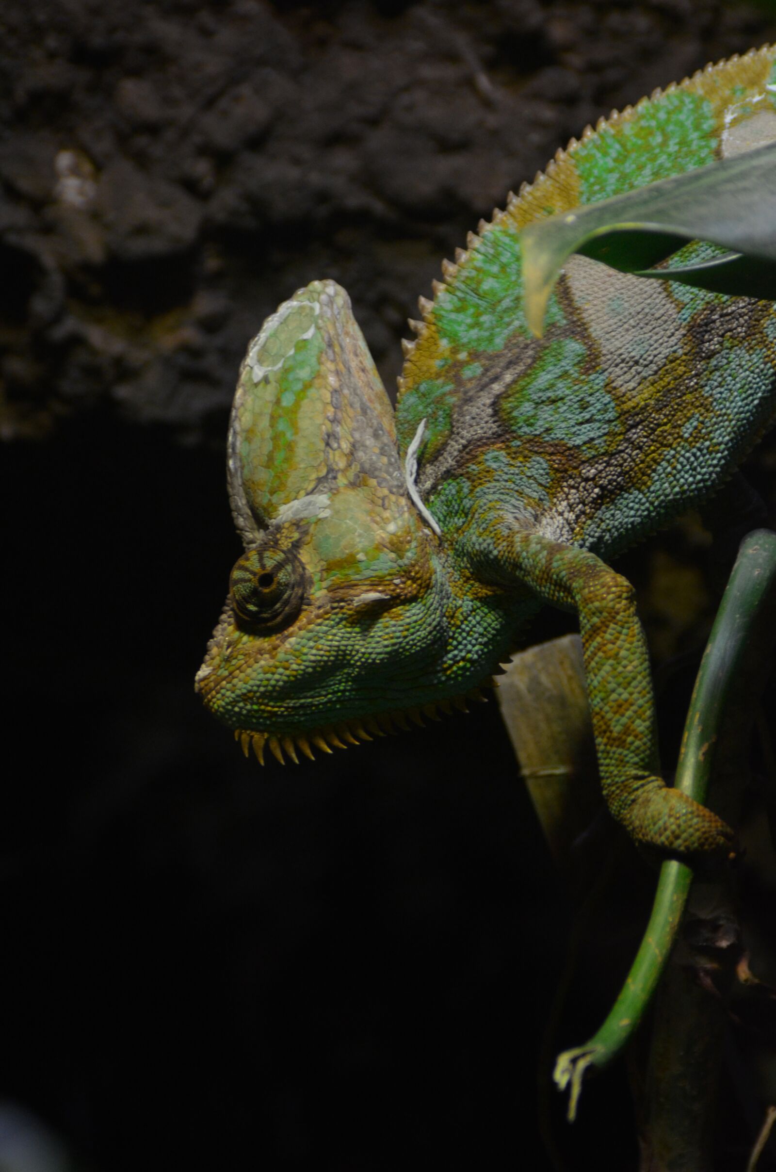 Nikon D7000 sample photo. Chameleon, guatemala, nature photography