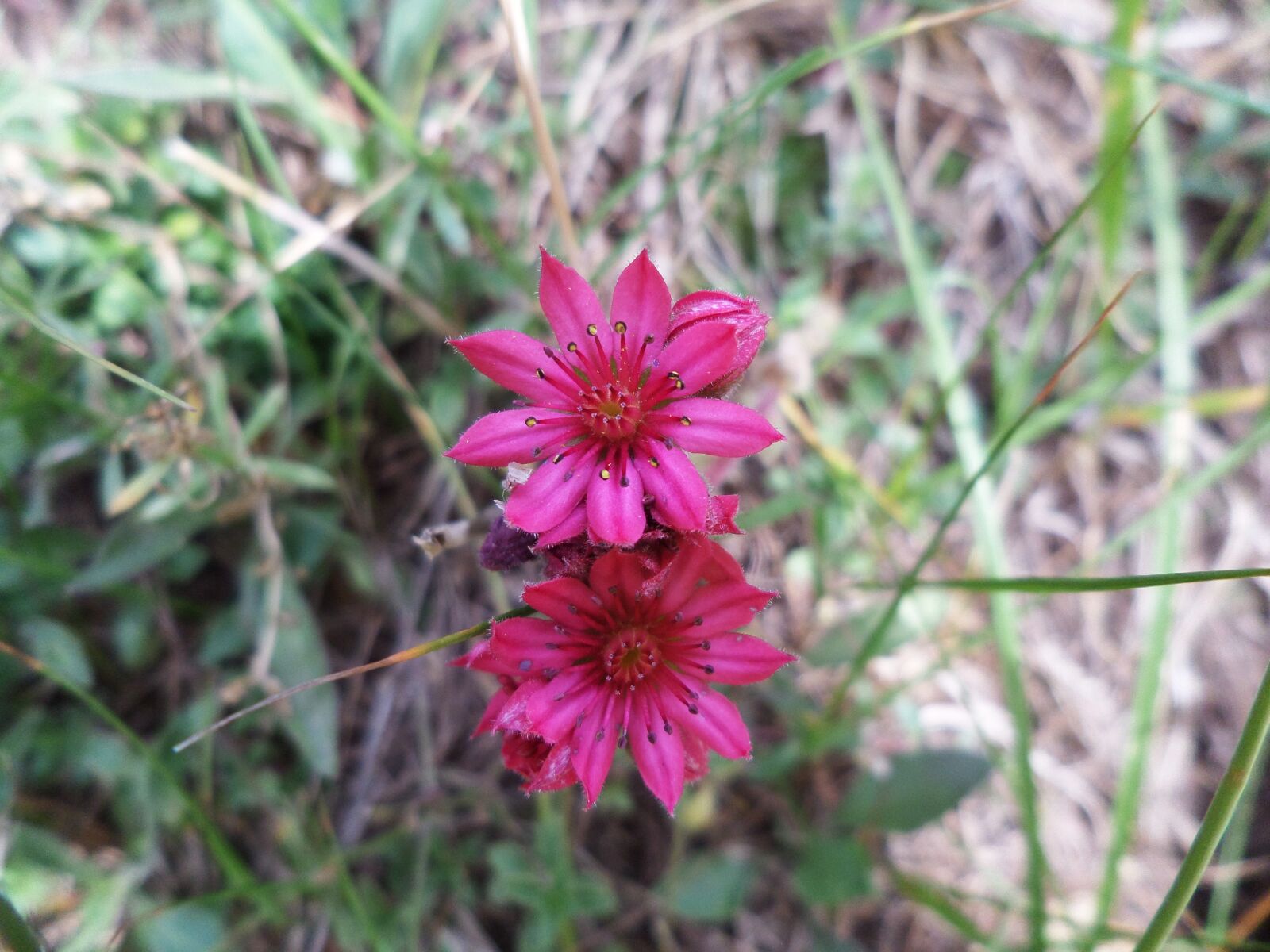 Samsung WB30F/WB31F/WB32F sample photo. Flowers, mountain, nature photography
