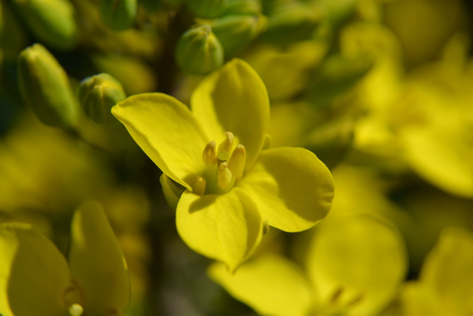 Nikon D3100 sample photo. Flowering kale, kale, nature photography