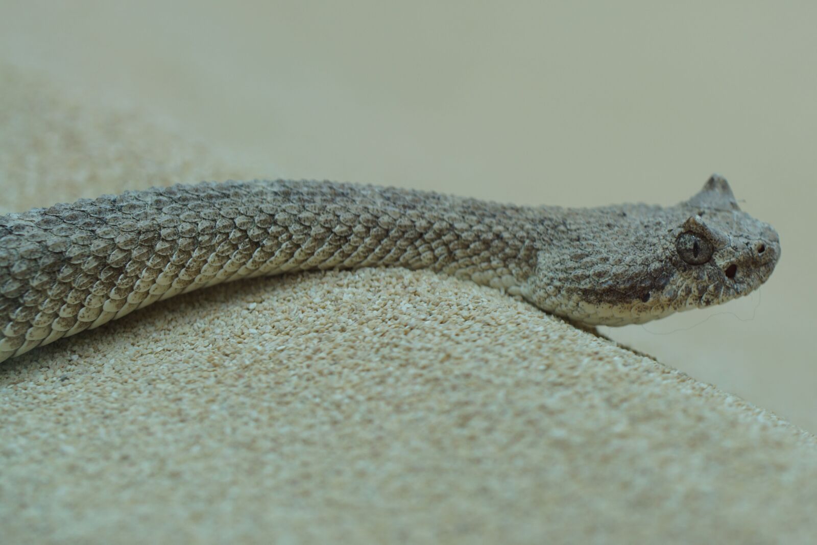 Sony ILCA-77M2 sample photo. Snake, cobra, sidewinder photography