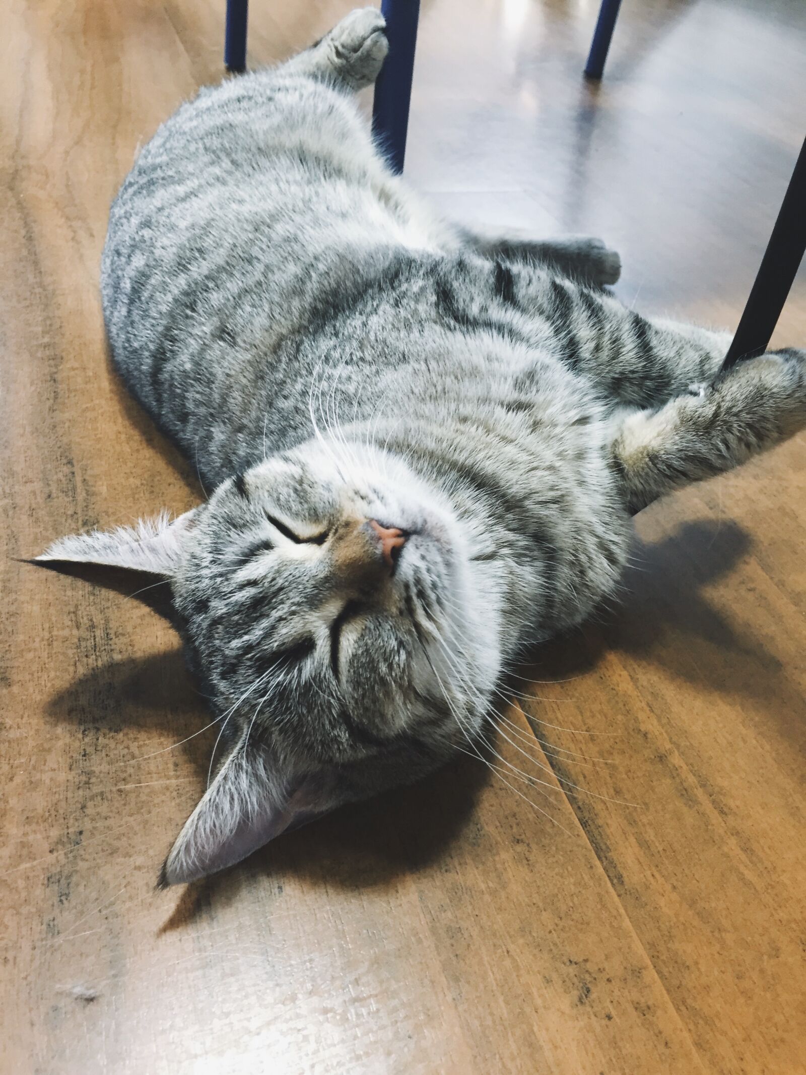 Apple iPhone 6 sample photo. Cat coffee, summer, shanghai photography