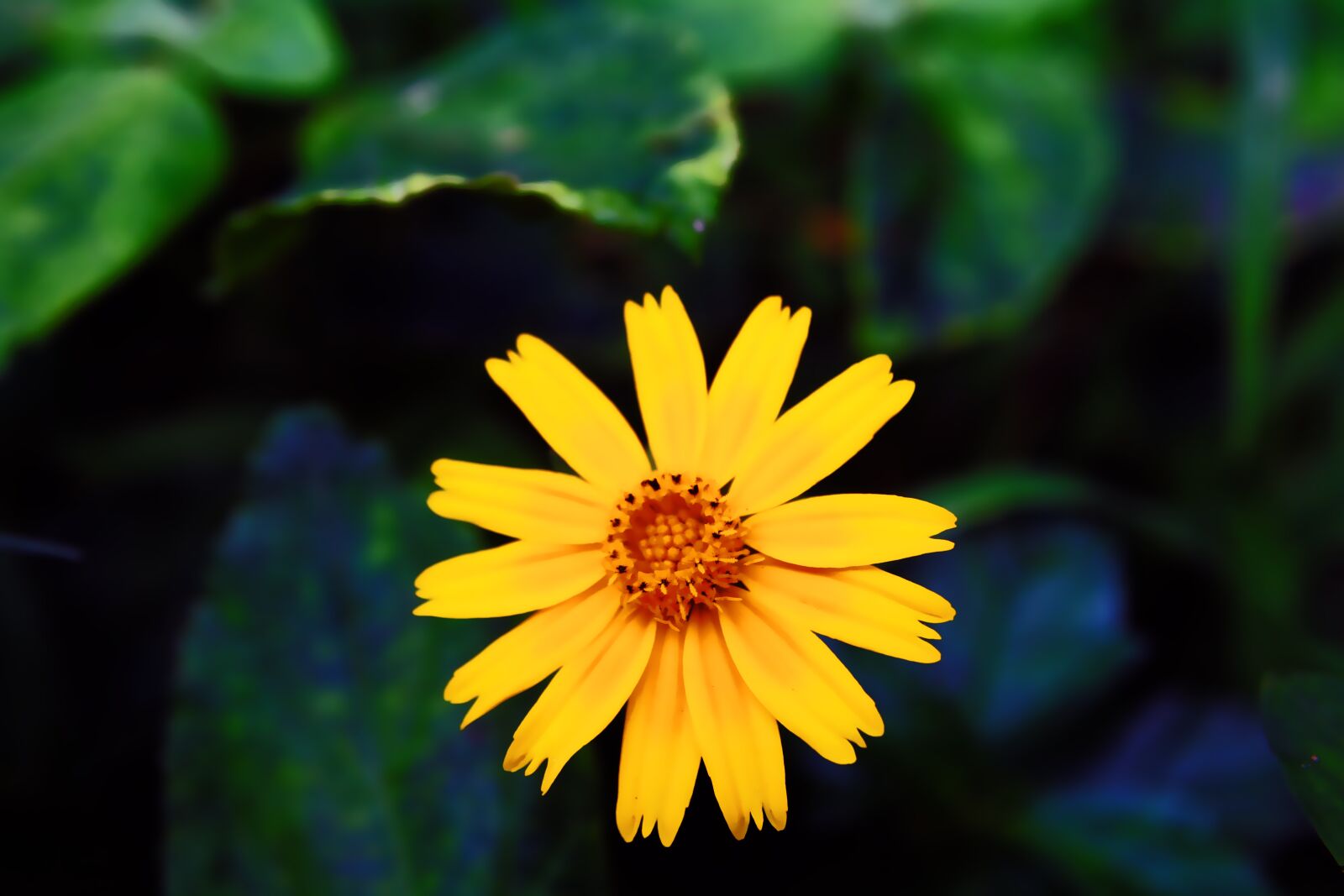 Canon EOS 1200D (EOS Rebel T5 / EOS Kiss X70 / EOS Hi) sample photo. Nature, plant, petal photography