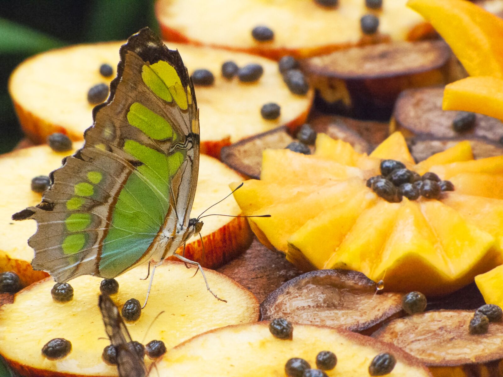 Canon PowerShot SX1 IS sample photo. Butterfly, fruit, brazil photography