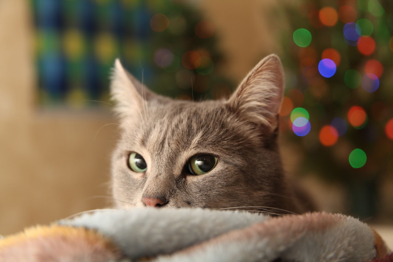 Canon EOS 5D Mark II sample photo. Christmas tree, type, holiday photography