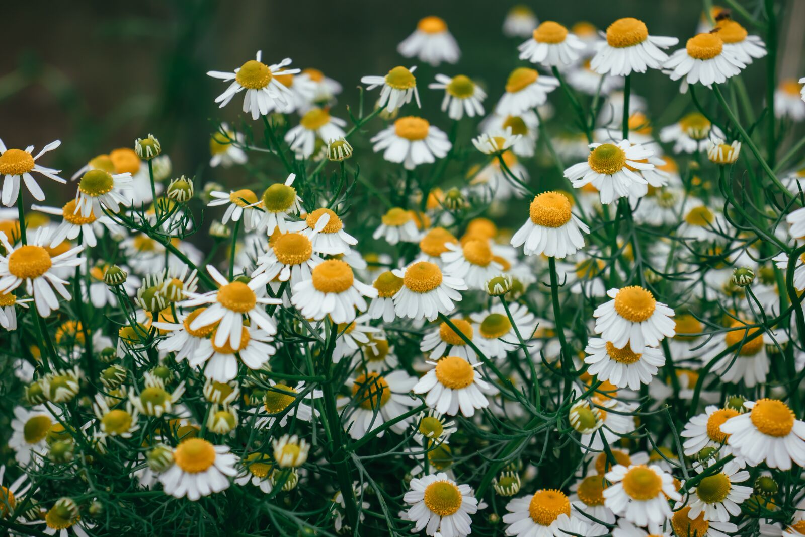 Canon EOS 77D (EOS 9000D / EOS 770D) sample photo. Chamomile, flowers, camomile photography