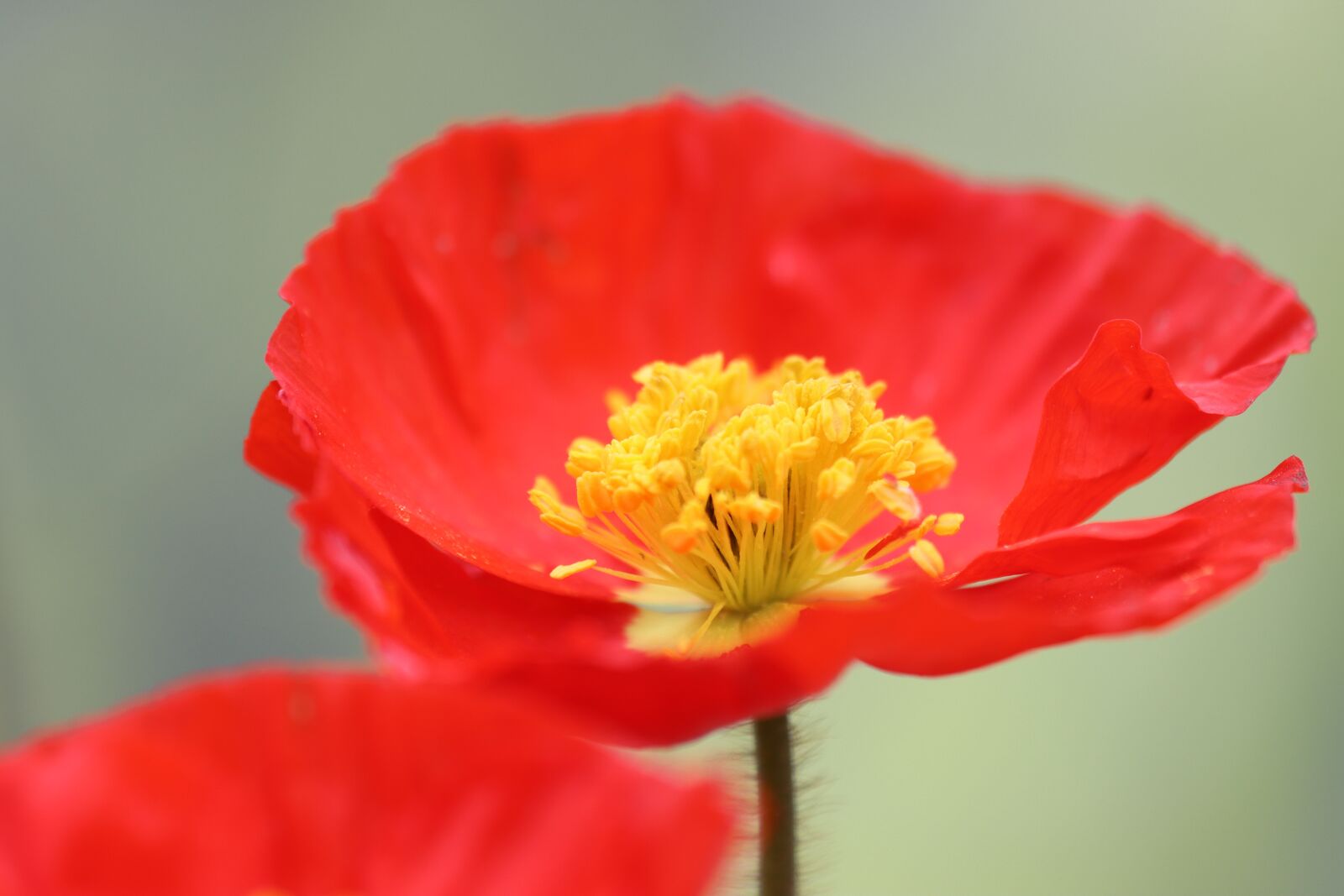Canon EOS 90D sample photo. Poppy, sage color, meadow photography