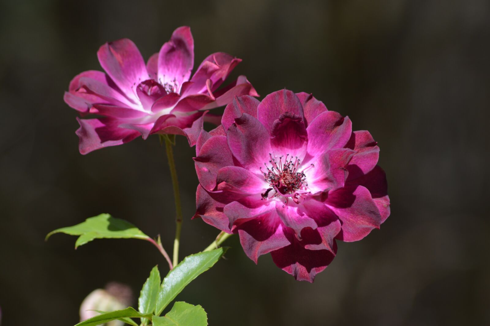 Nikon D3200 sample photo. Floral, flower, pink photography