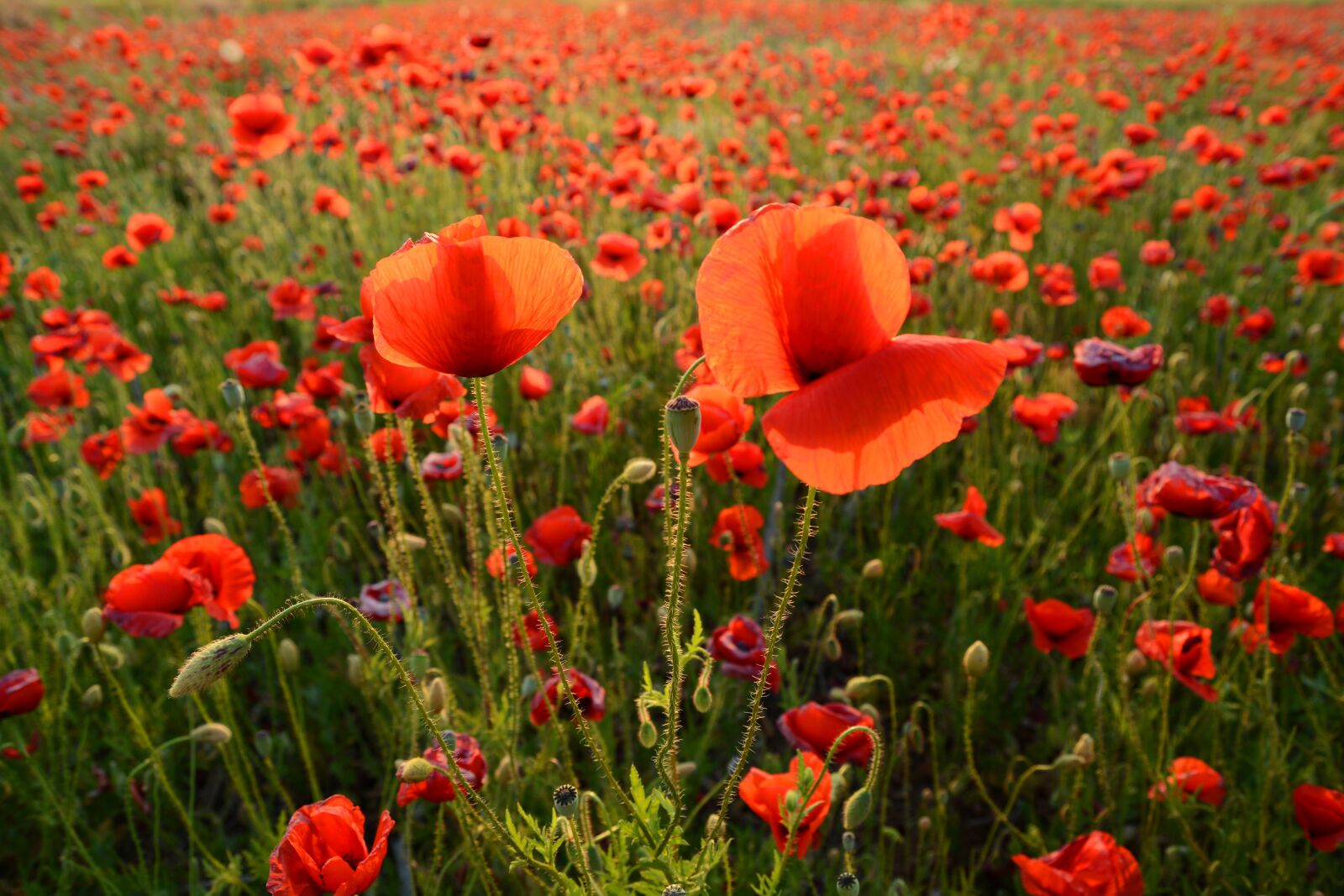 Nikon D7100 sample photo. Poppy, meadow, flower photography