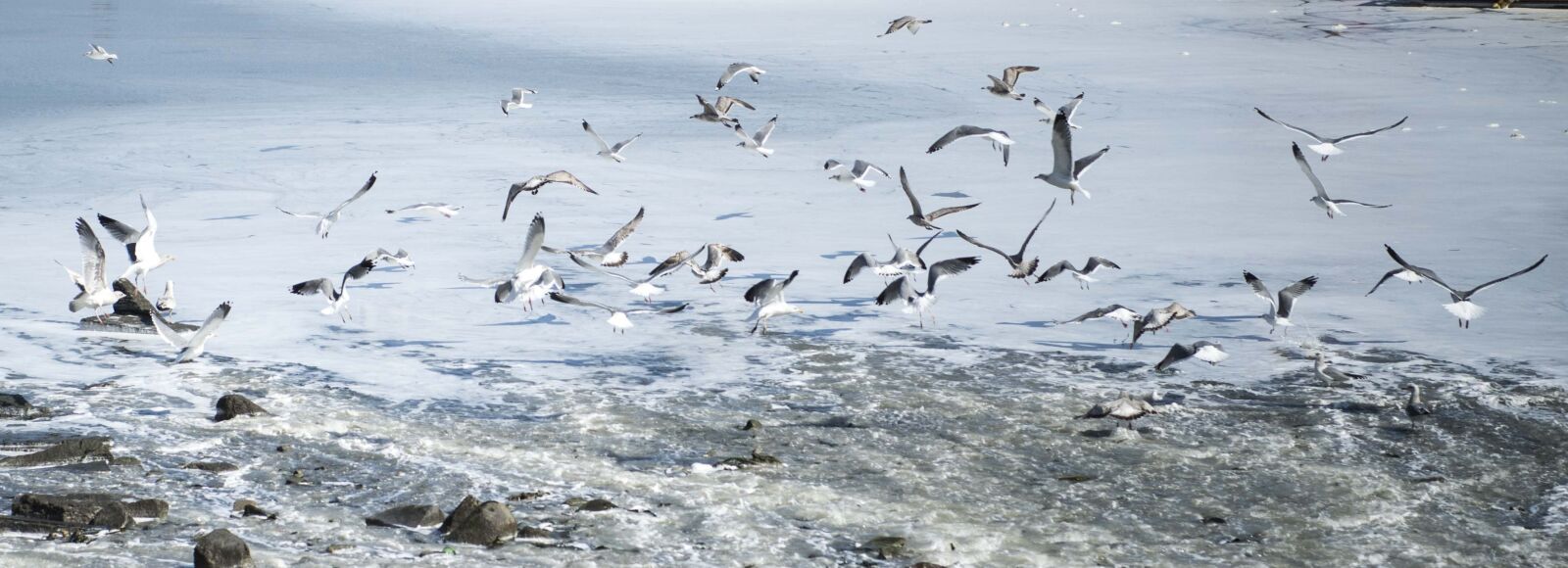 Nikon D5 sample photo. Seagull, and boo, sea photography