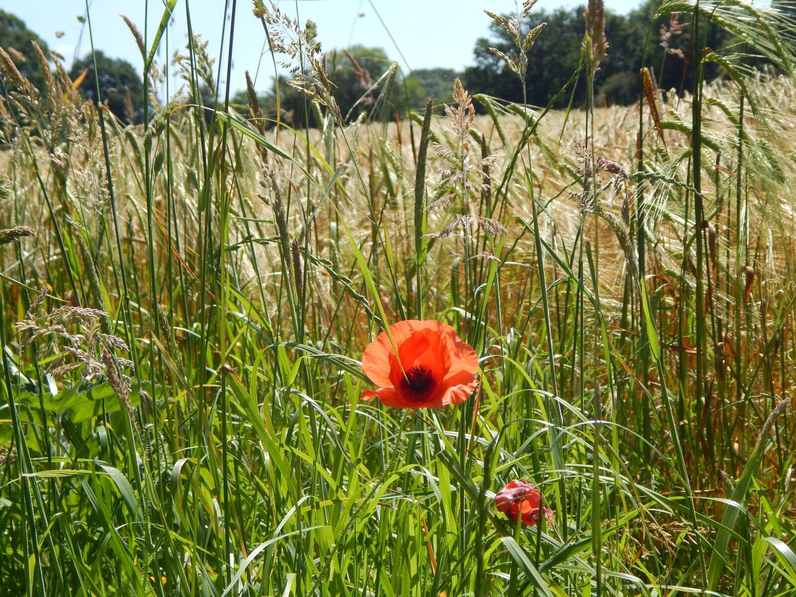 Nikon Coolpix L820 sample photo. Poppies, uk, summer photography