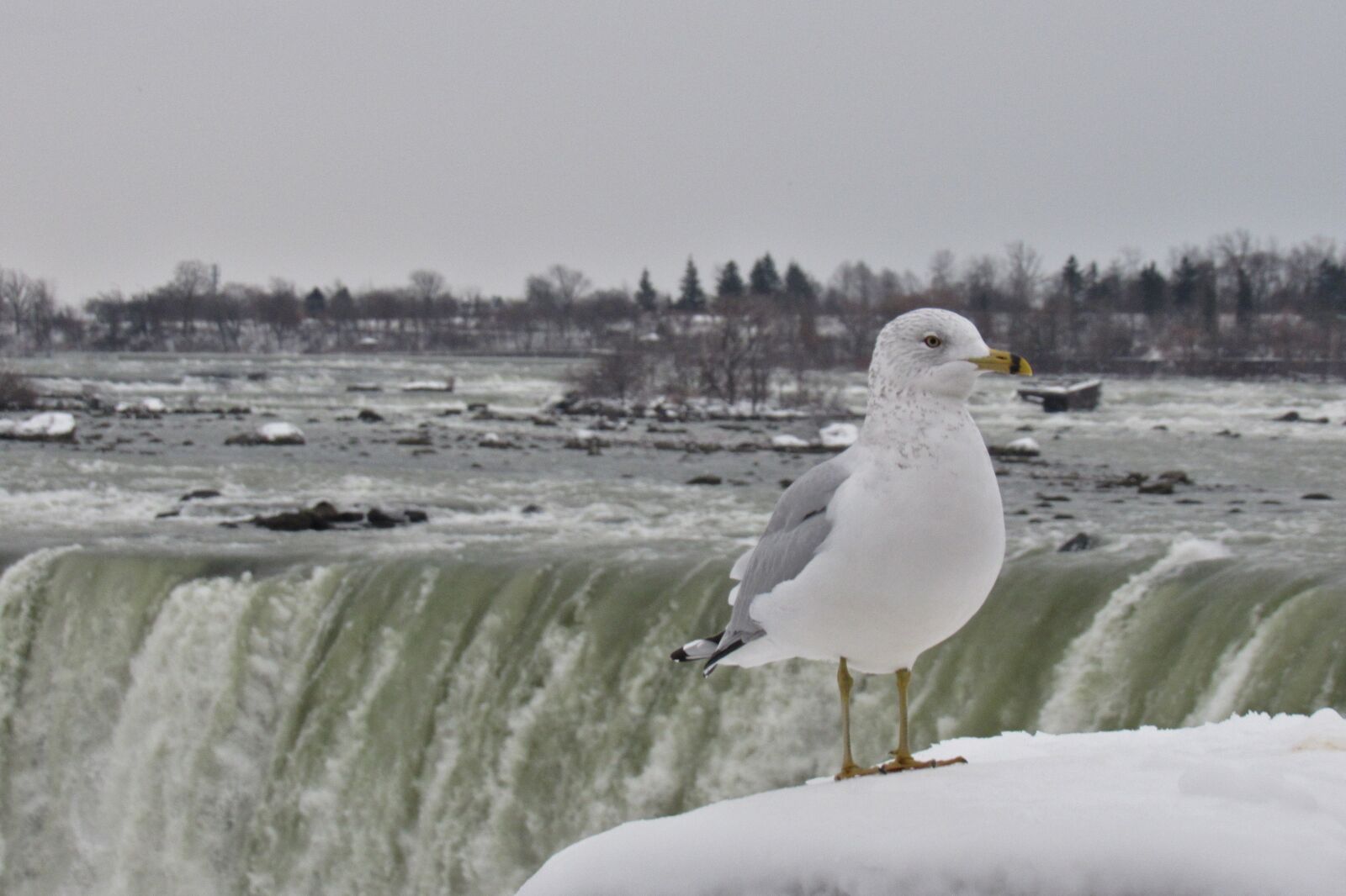 Canon PowerShot SX530 HS sample photo. Niagara, gull, landscape photography